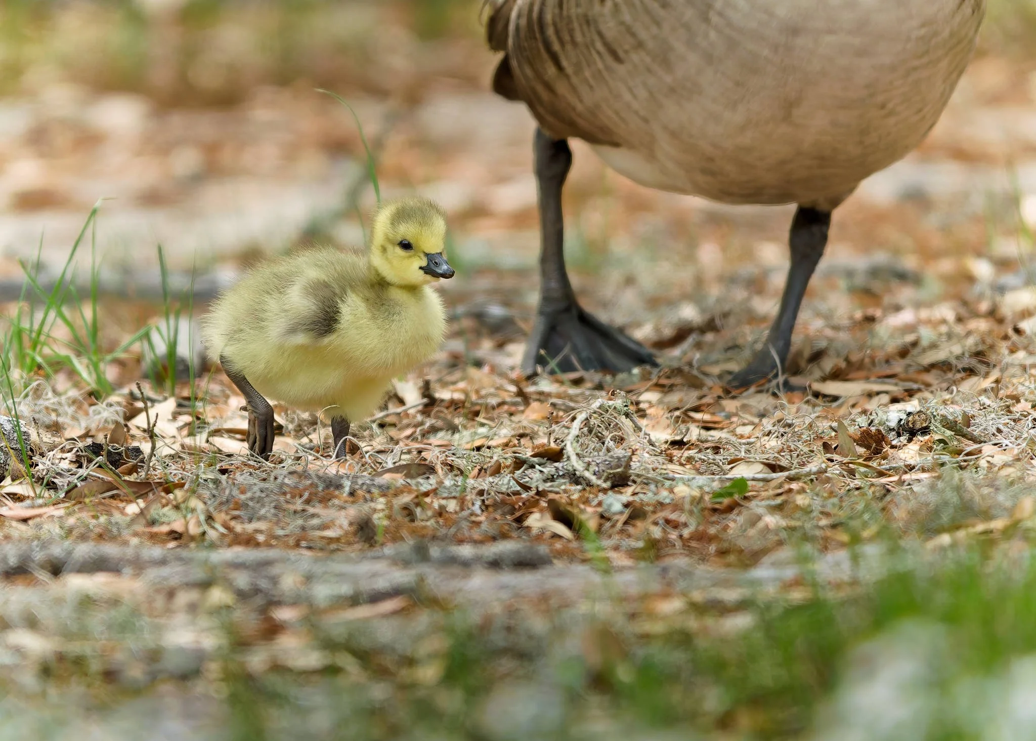 Wildlife Photography Charleston, SC