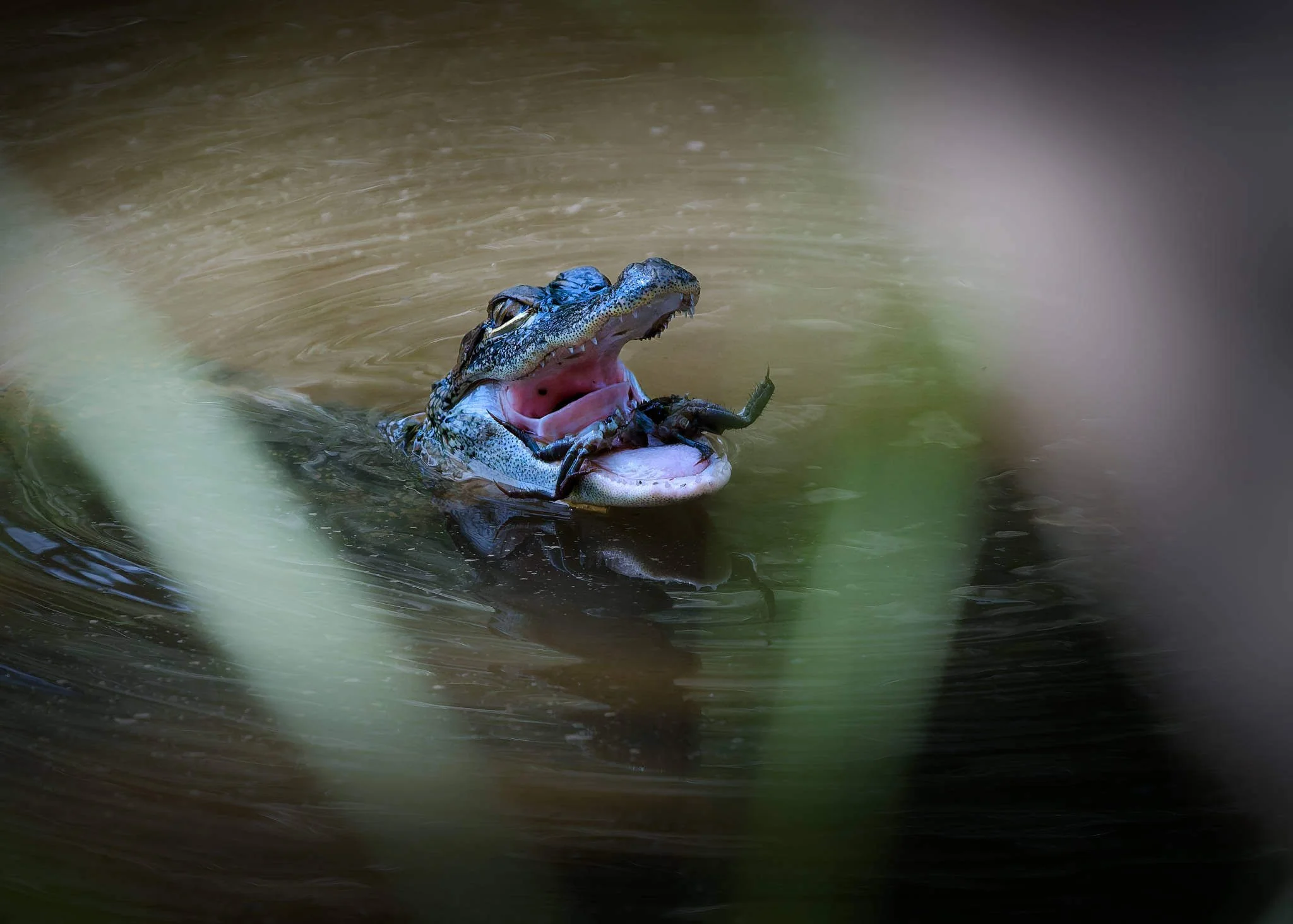Wildlife Photography Charleston, SC