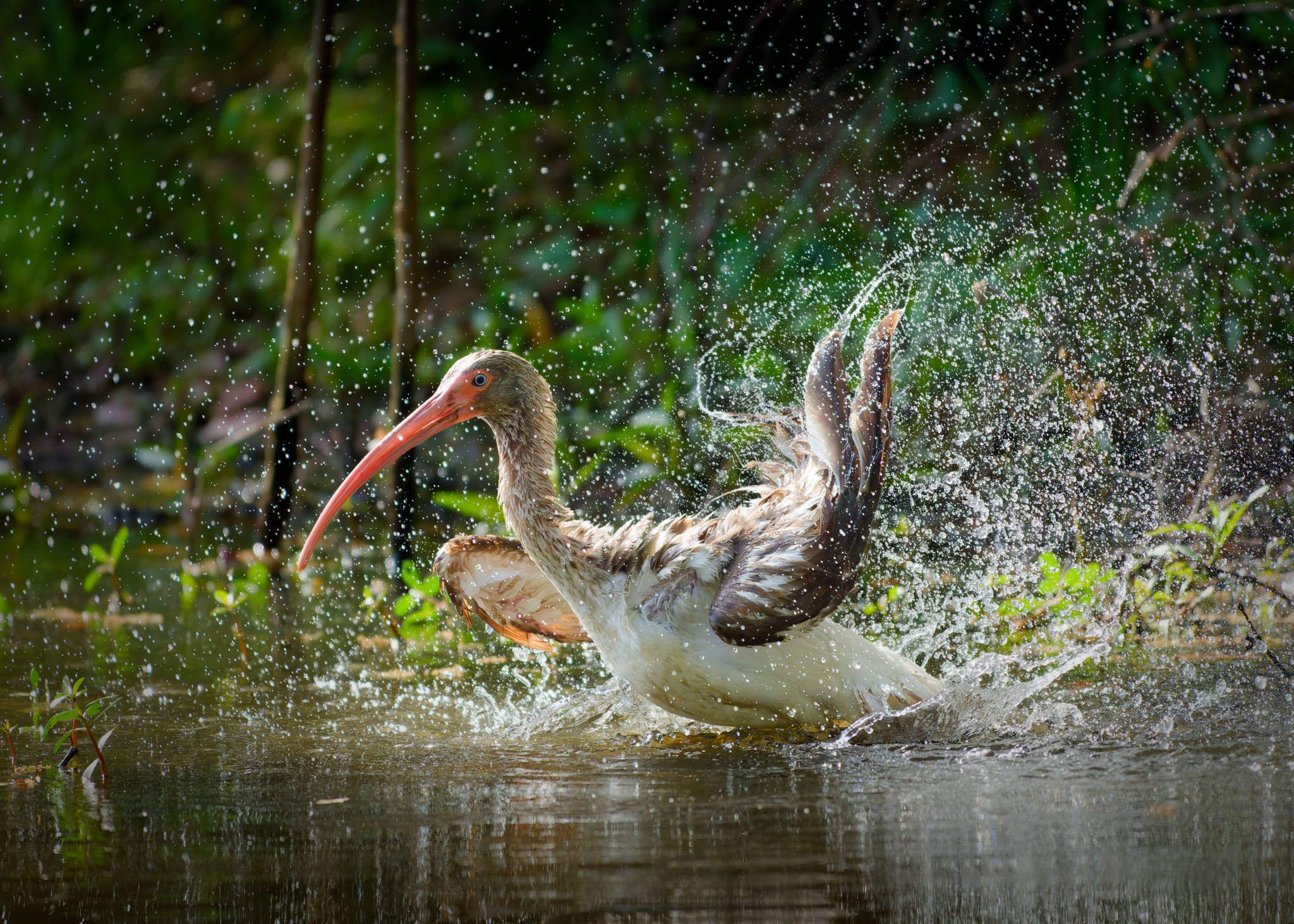 Wildlife Photography Tips