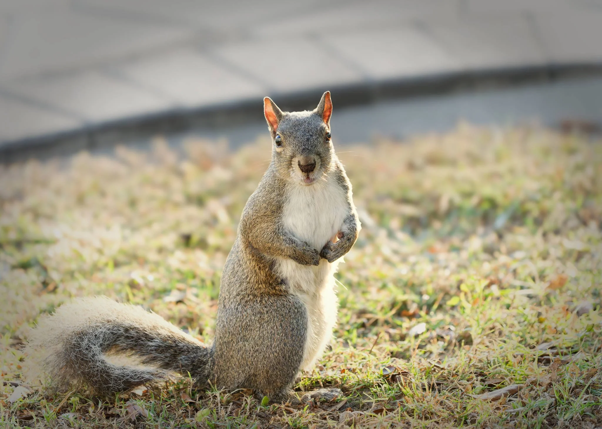 Wildlife Photography Charleston, SC