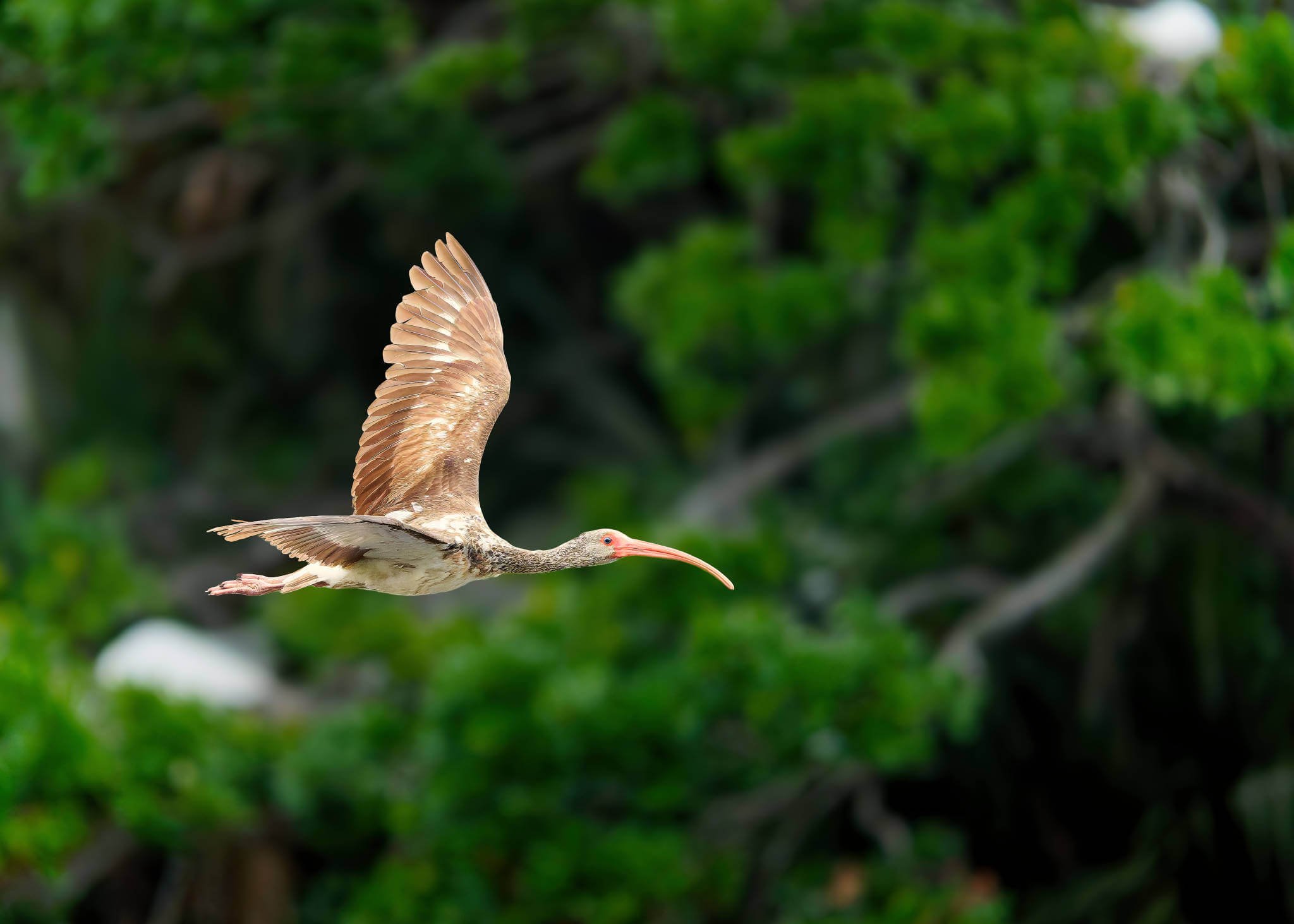 Wildlife Photography Charleston, SC