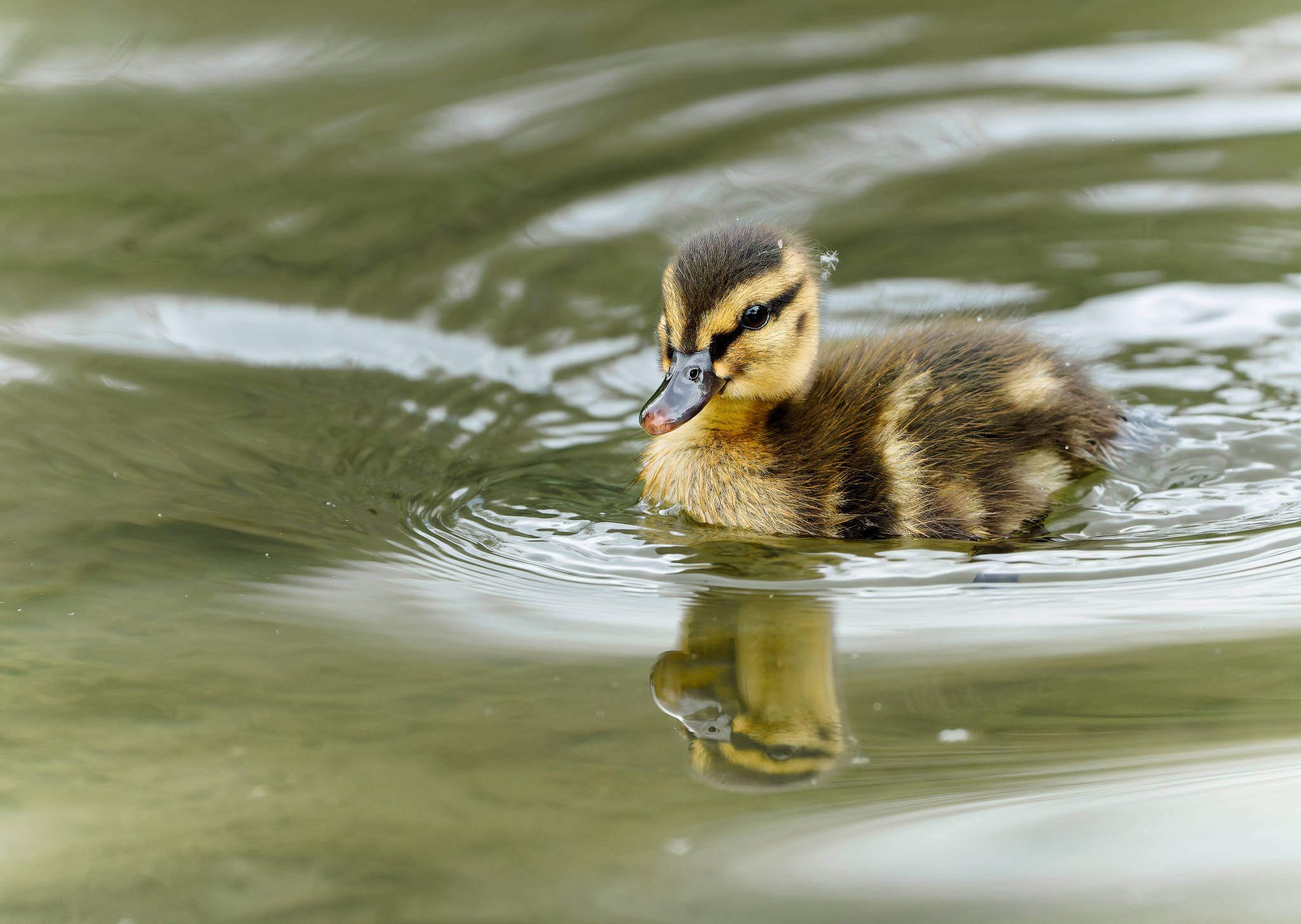Wildlife Photography Charleston, SC