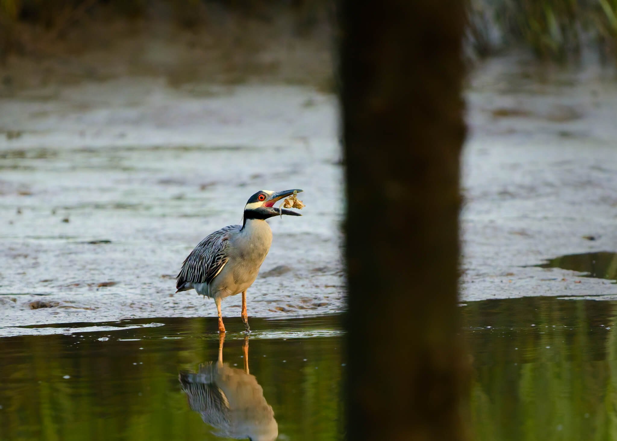 Wildlife Photography Charleston, SC