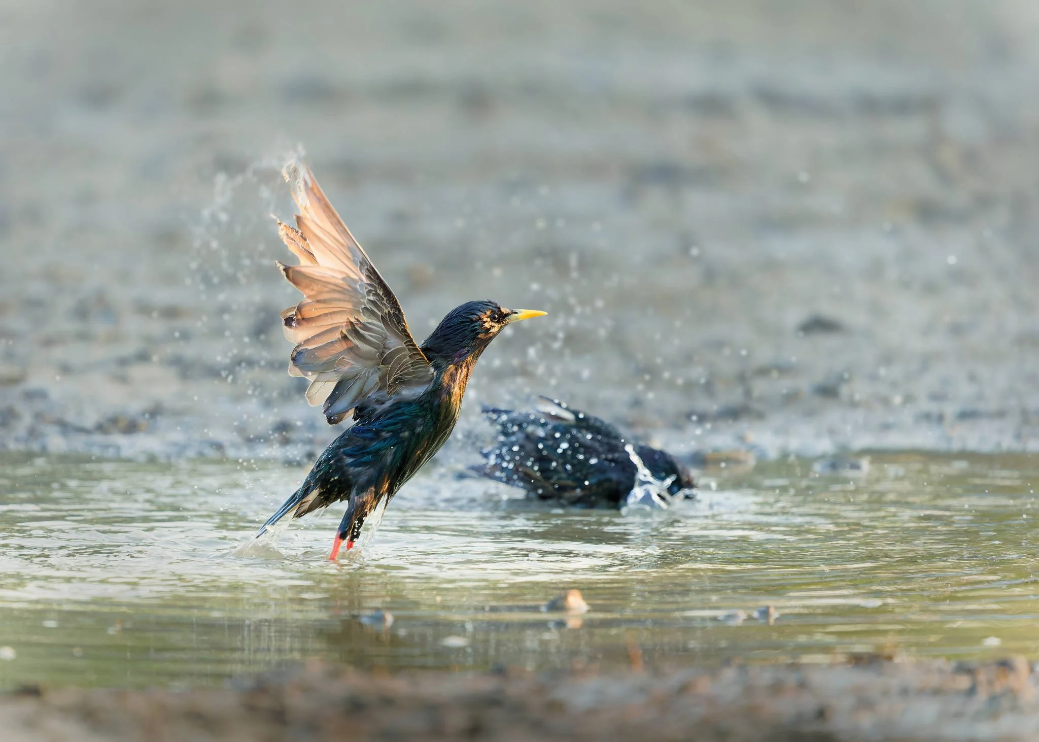 Wildlife Photography Charleston, SC