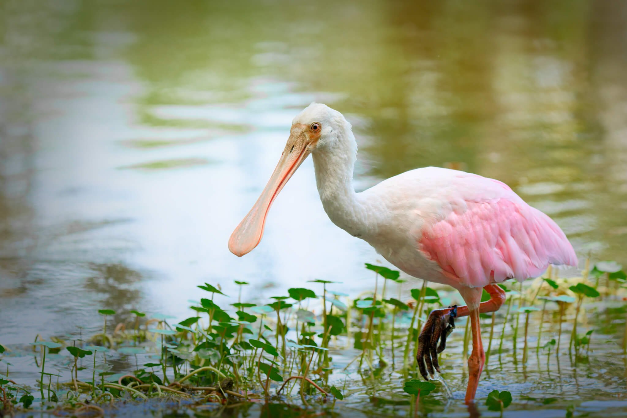 Wildlife Photography Charleston, SC