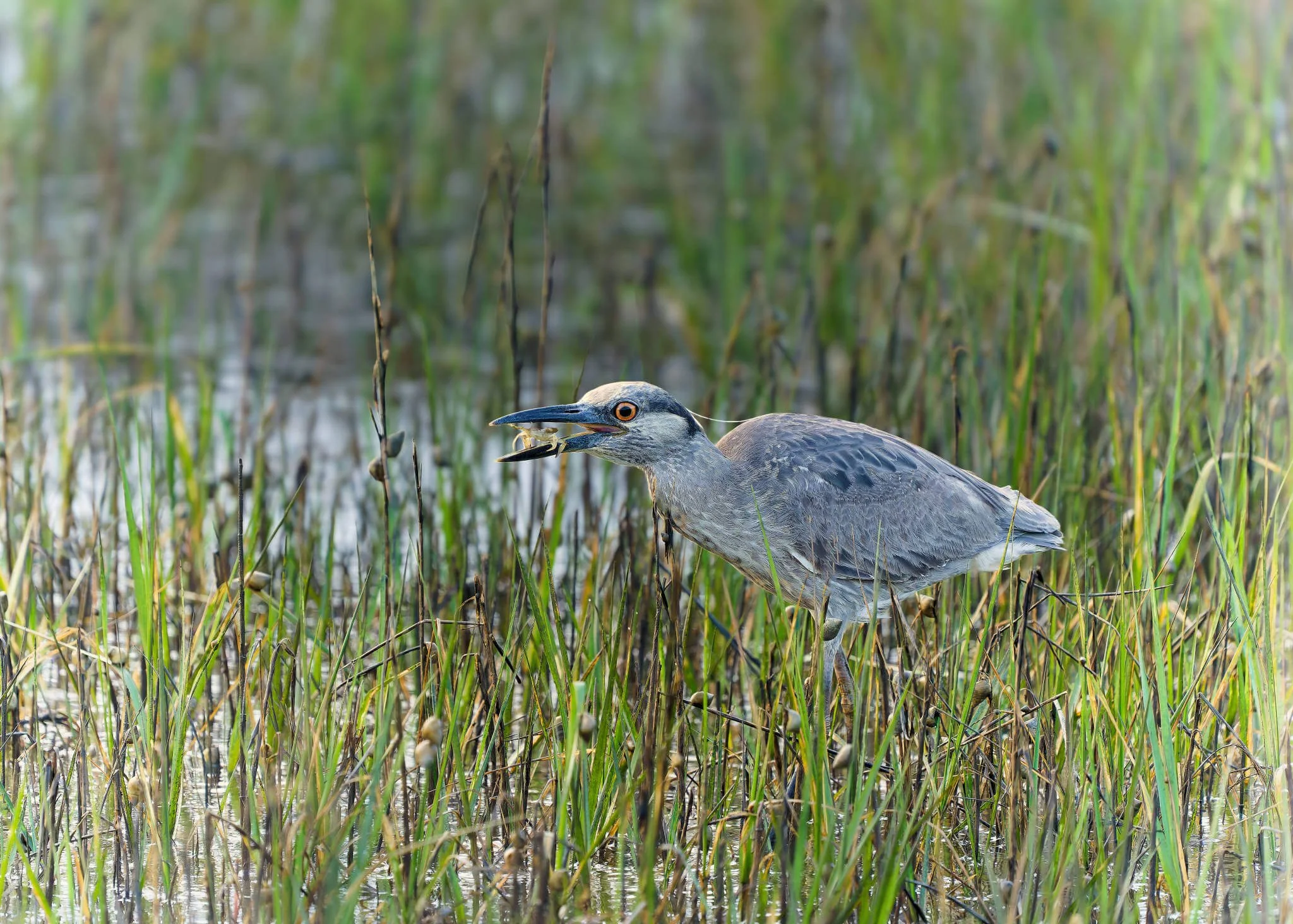 Wildlife Photography Charleston, SC