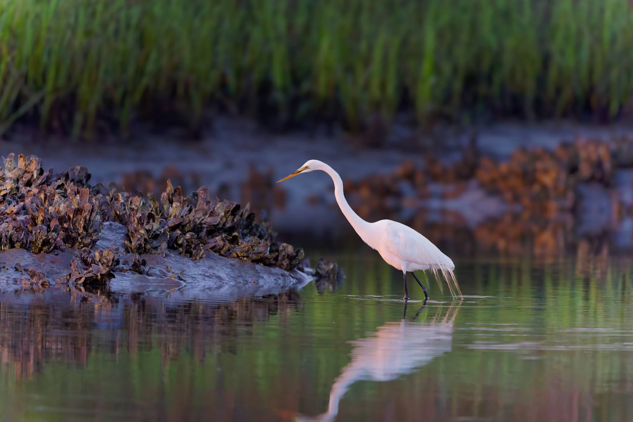 Wildlife Photography Charleston, SC