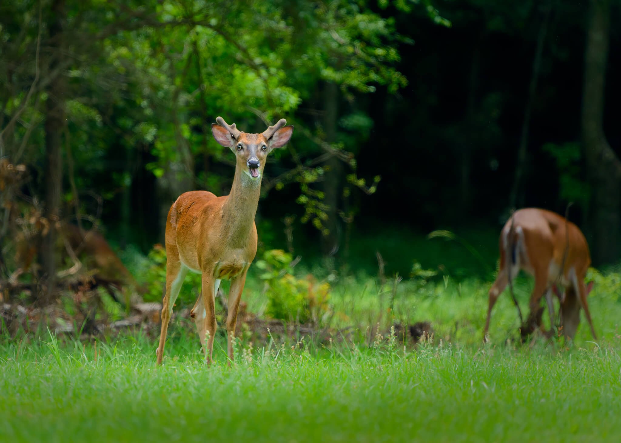Wildlife Photography Charleston, SC