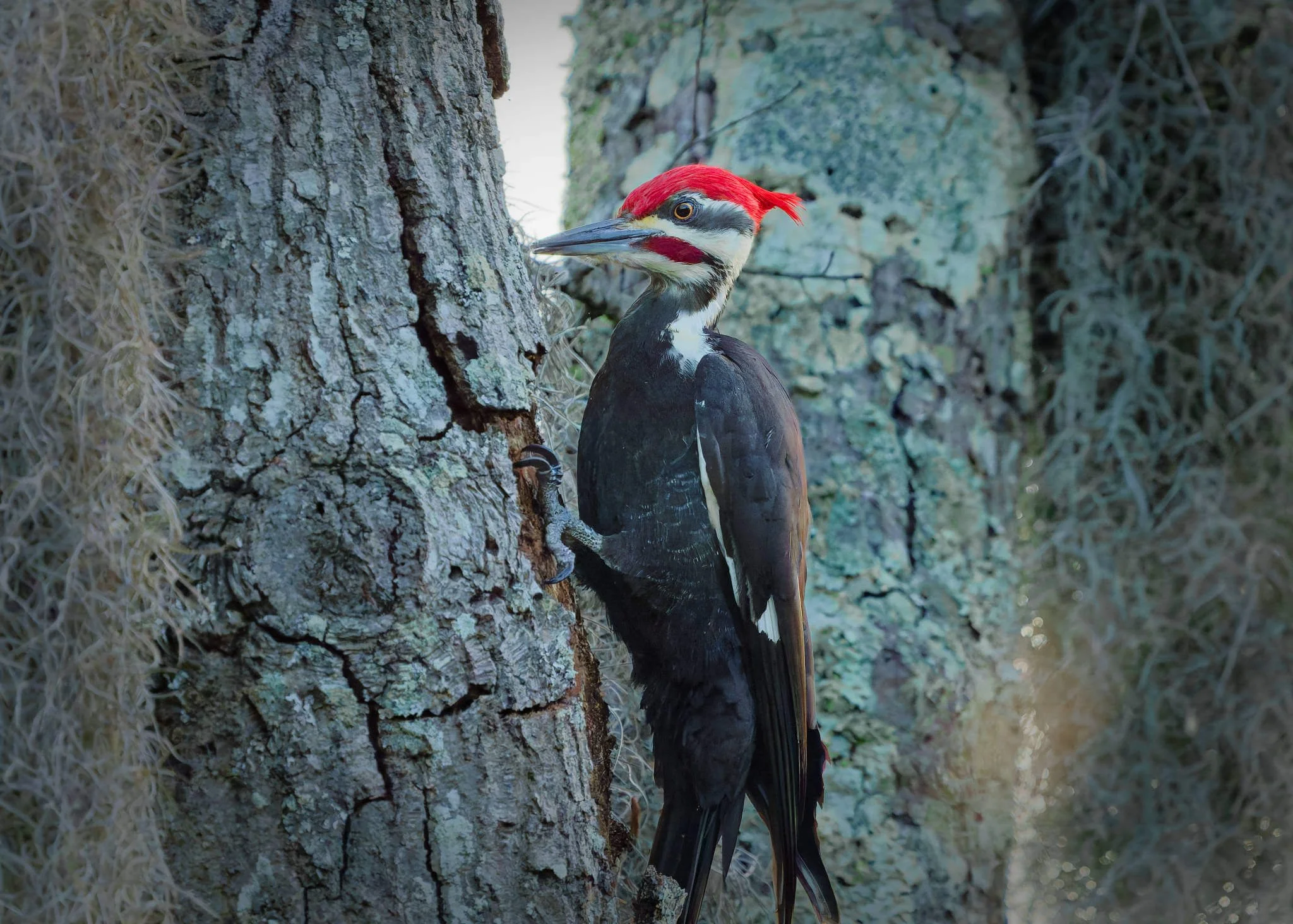 Wildlife Photography Charleston, SC
