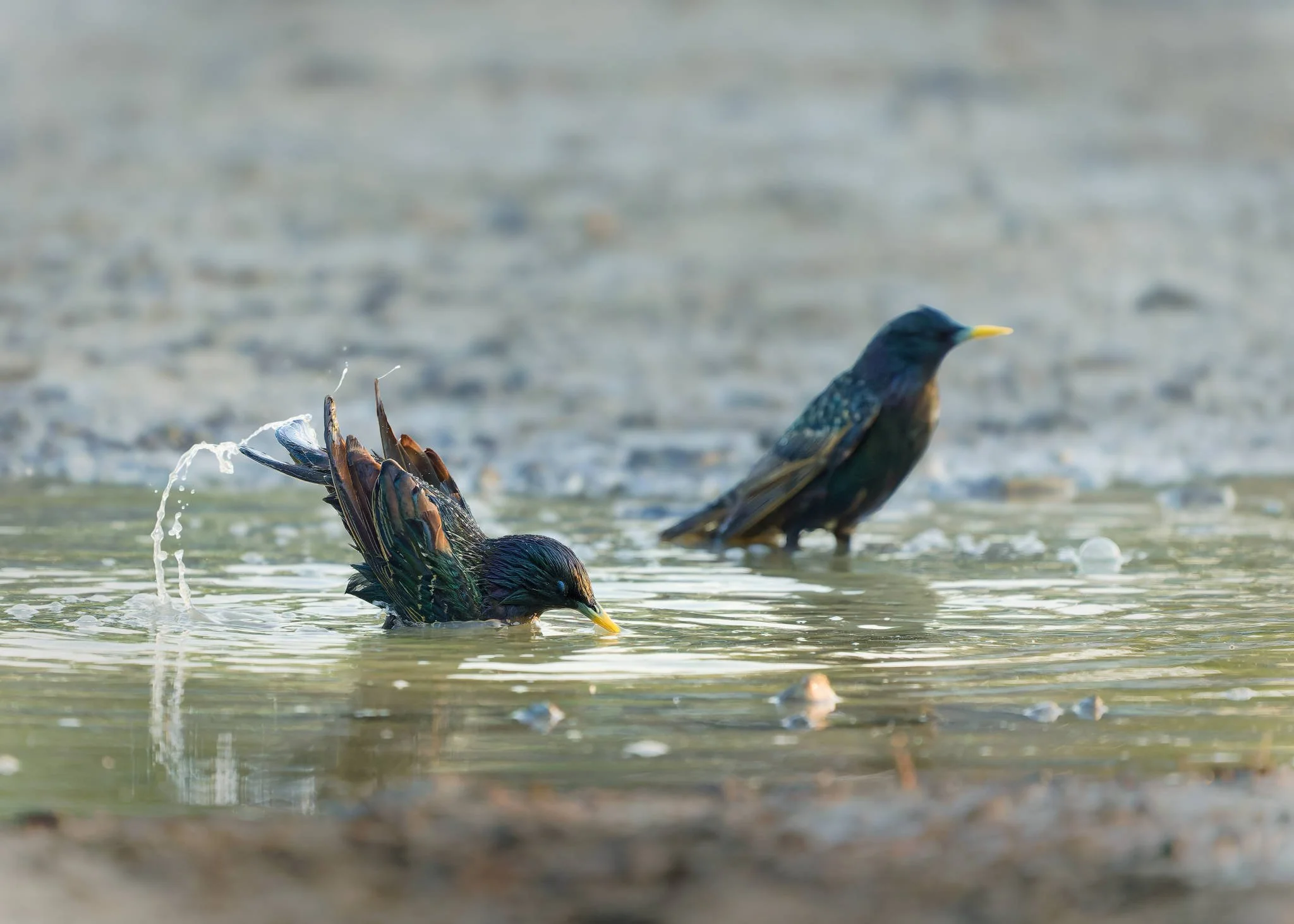 Wildlife Photography Charleston, SC