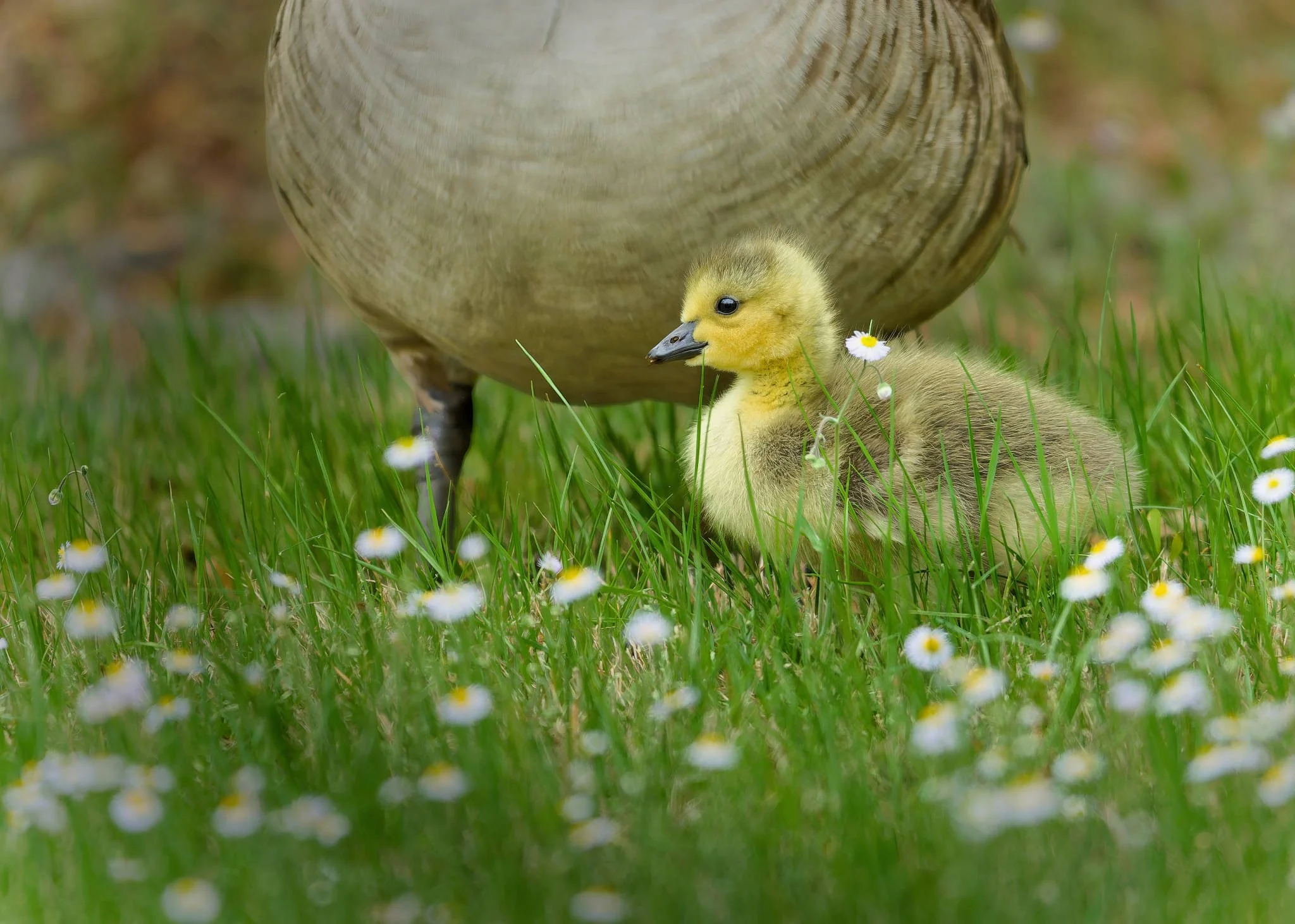 Wildlife Photography Charleston, SC
