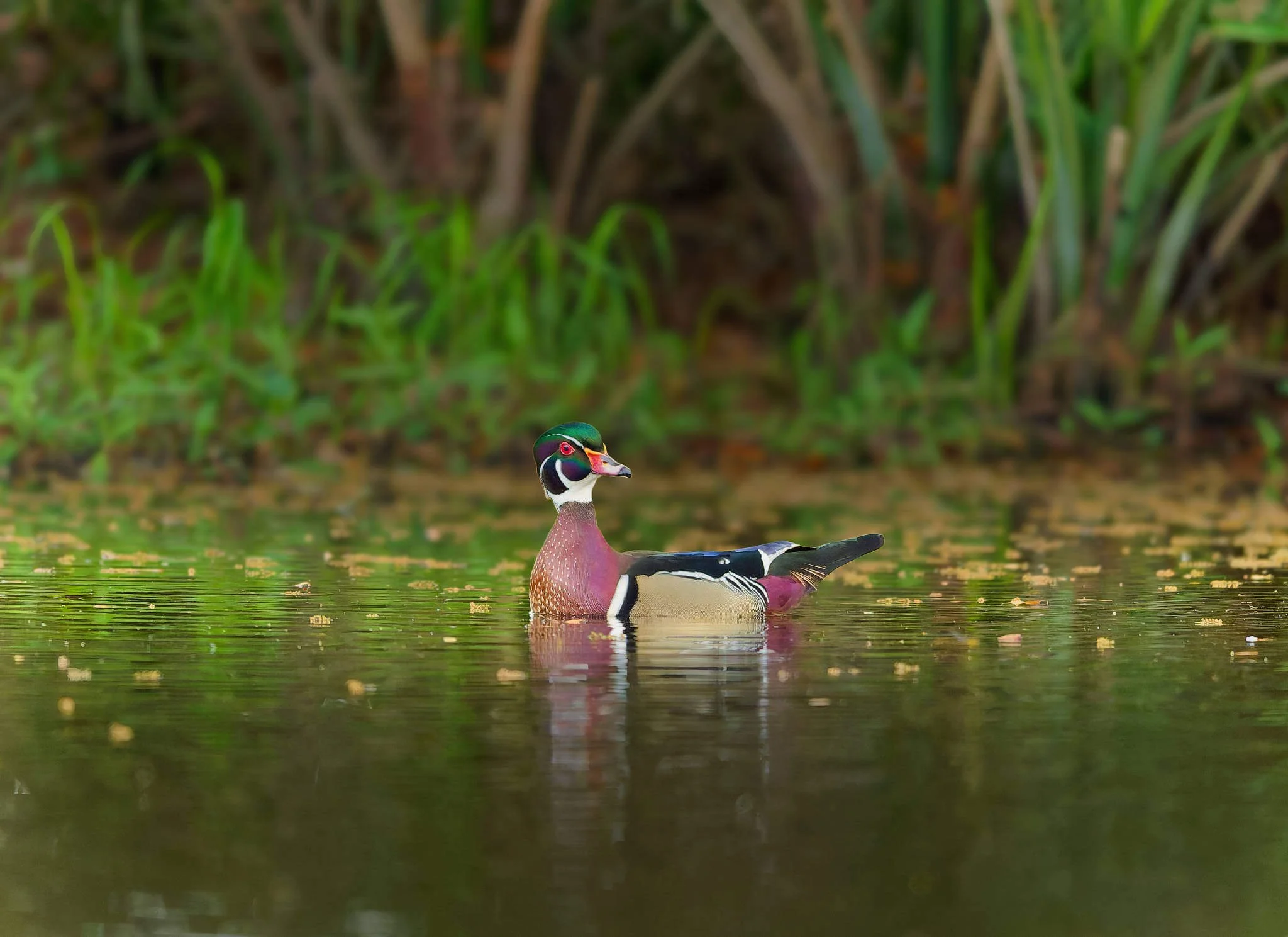 Wildlife Photography Charleston, SC