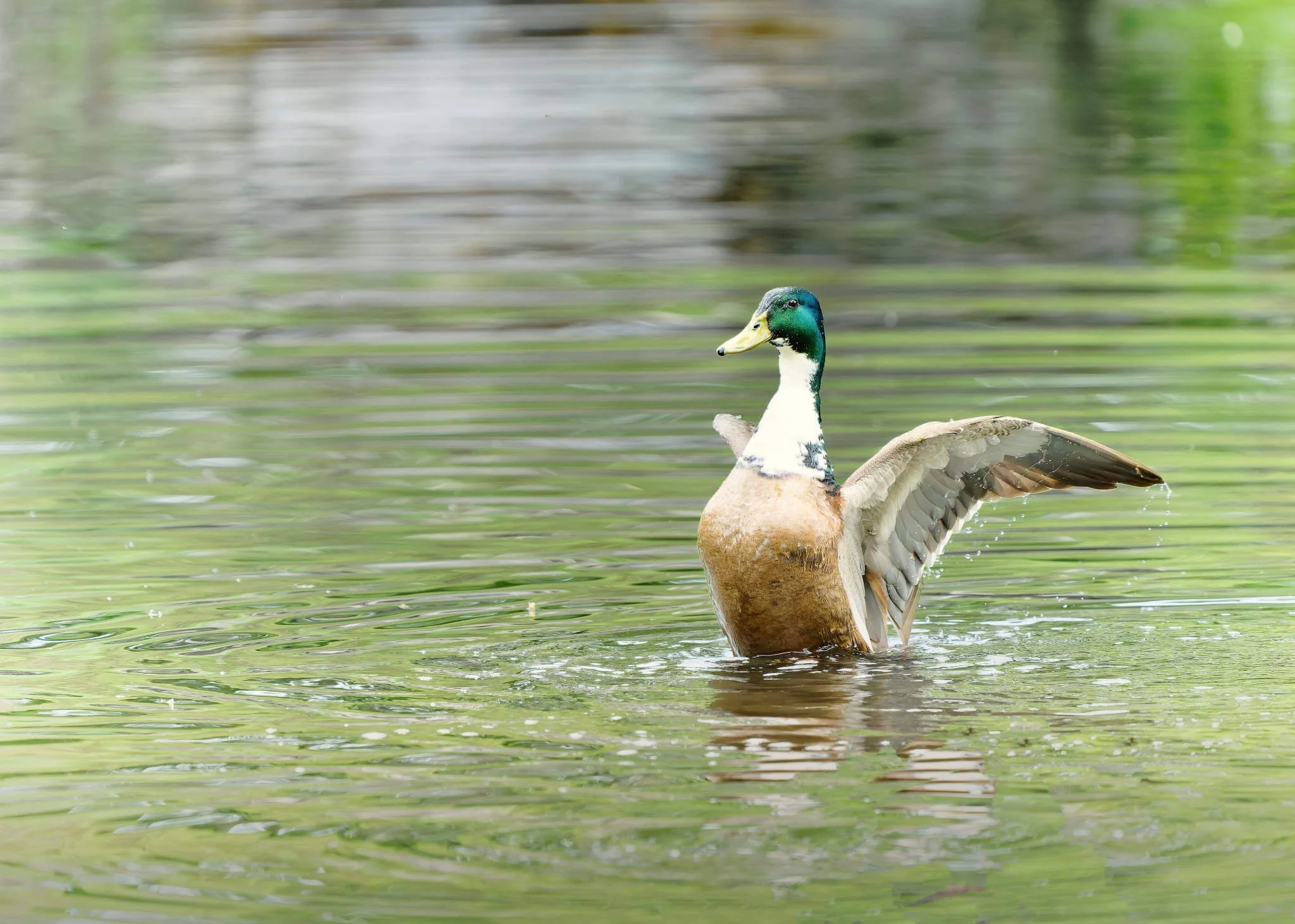 Wildlife Photography Charleston, SC