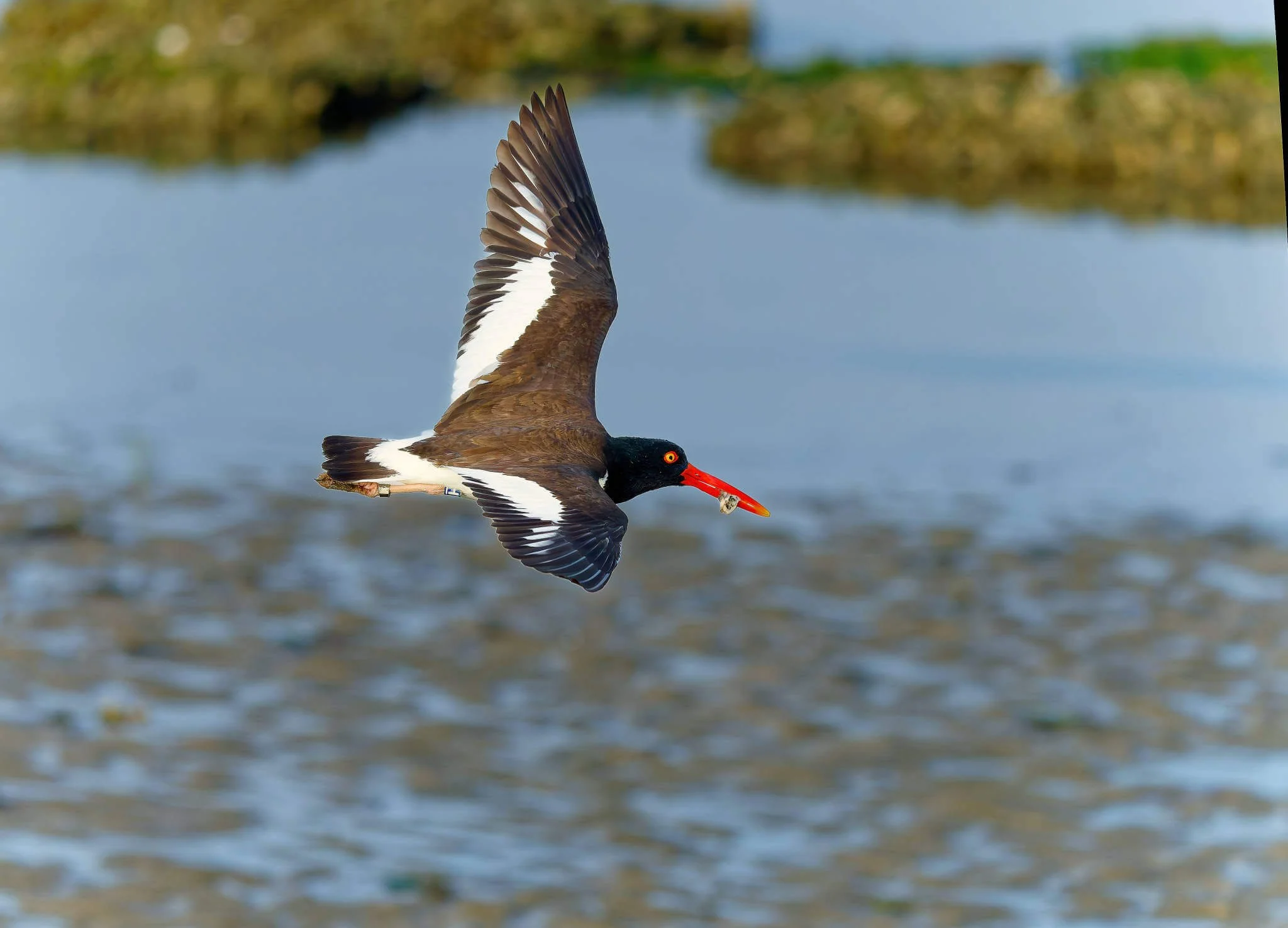 Wildlife Photography Charleston, SC