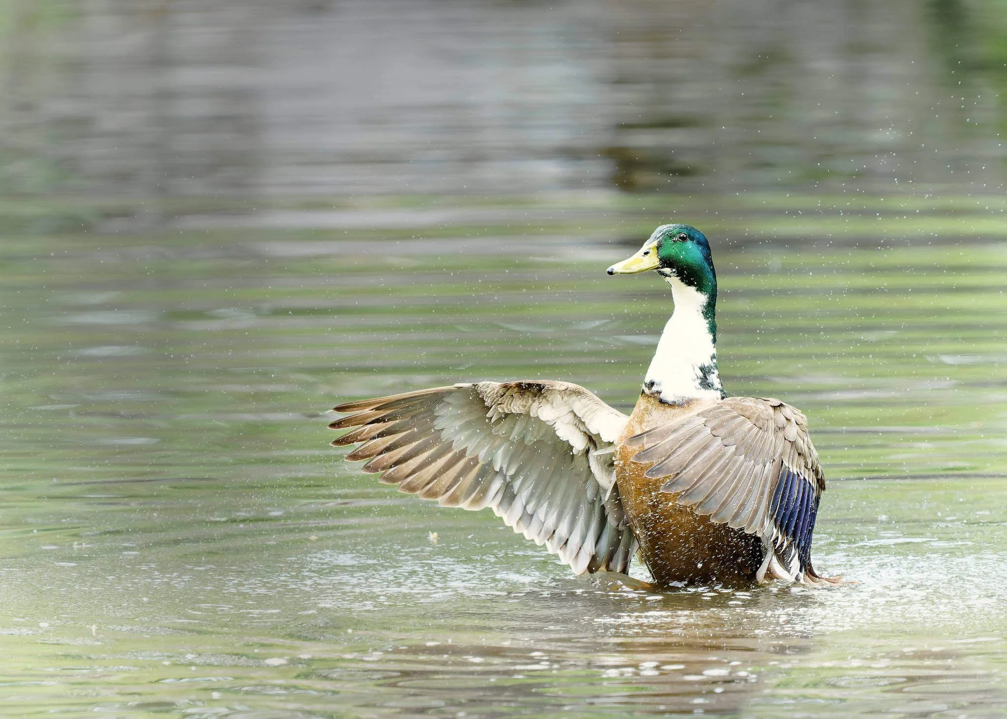 Wildlife Photography Charleston, SC