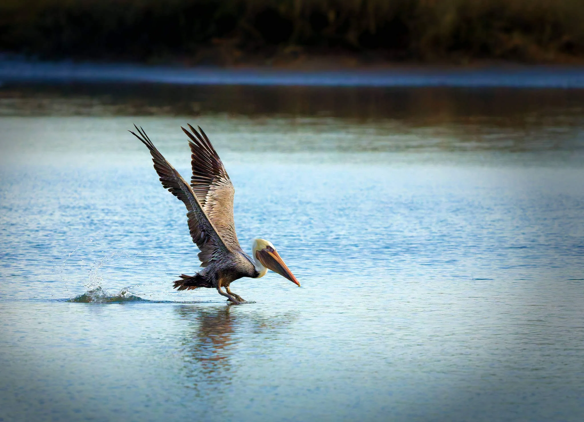 Wildlife Photography Charleston, SC