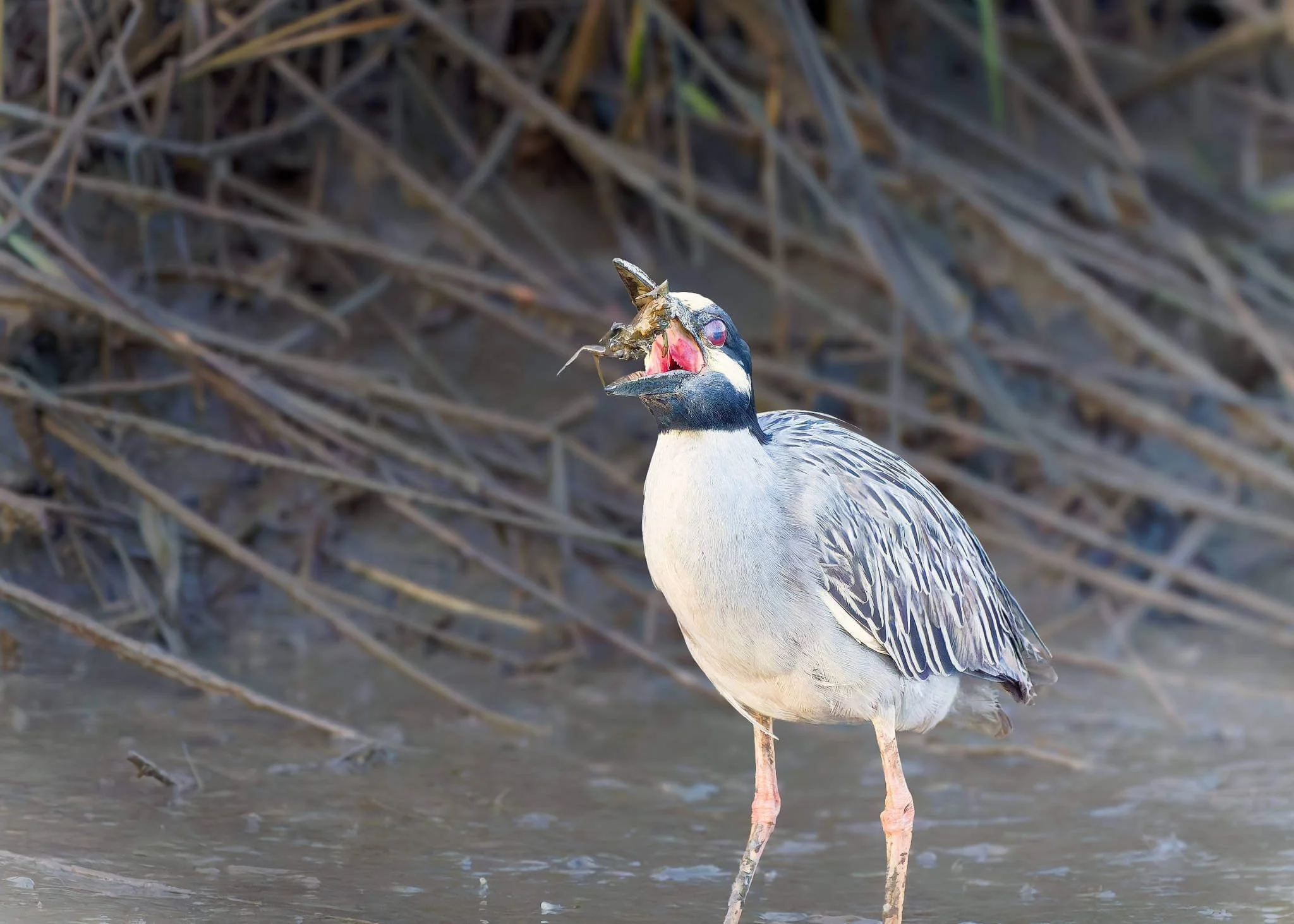 Wildlife Photography Charleston, SC