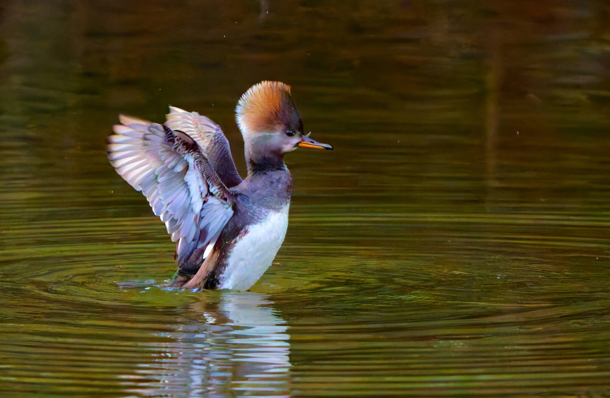 Wildlife Photography Charleston, SC