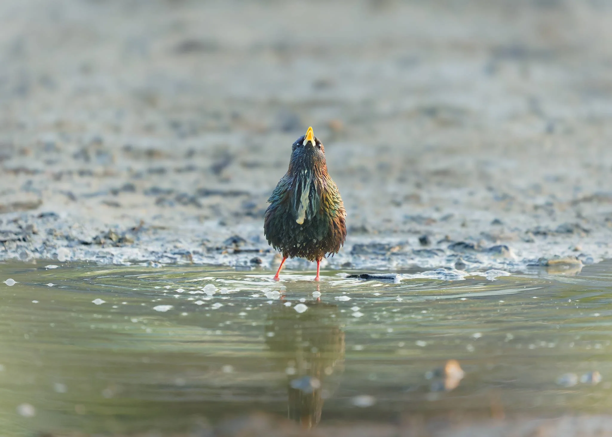 Wildlife Photography Charleston, SC