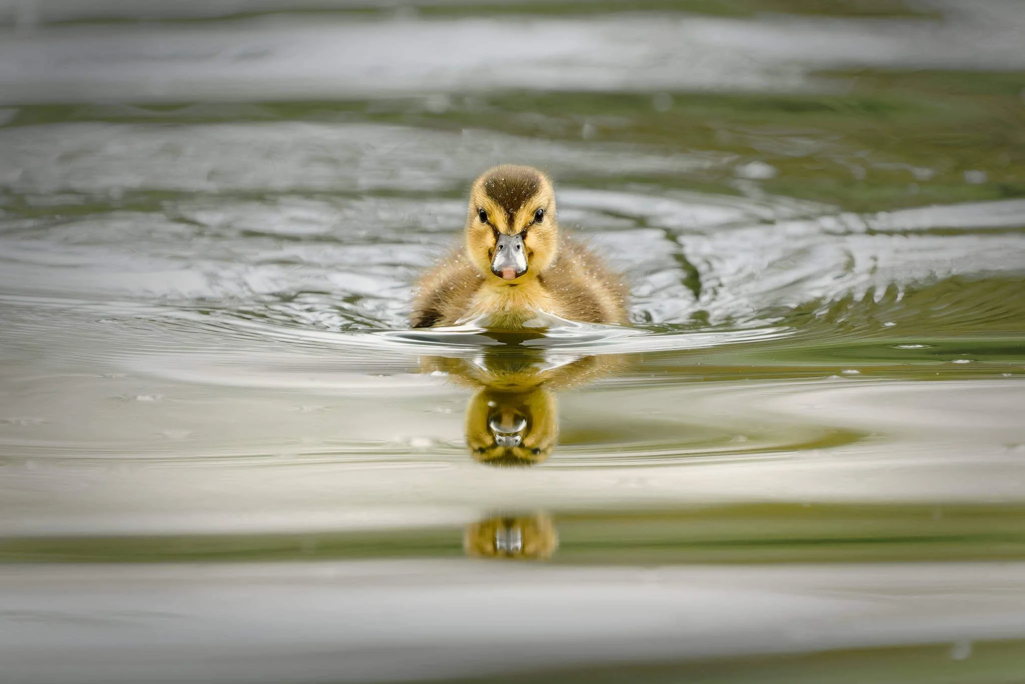 Wildlife Photography Charleston, SC