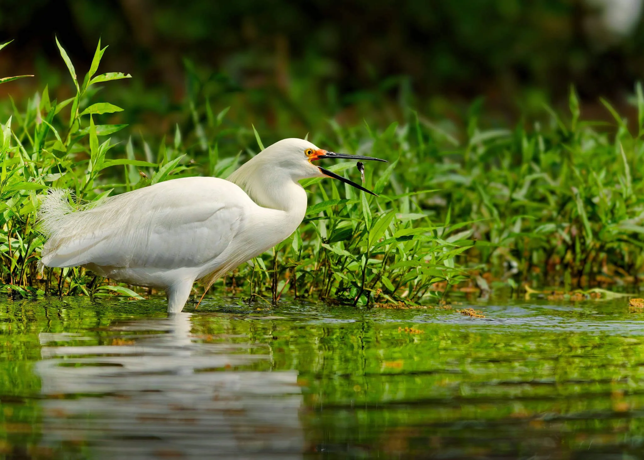 Wildlife Photography Tips