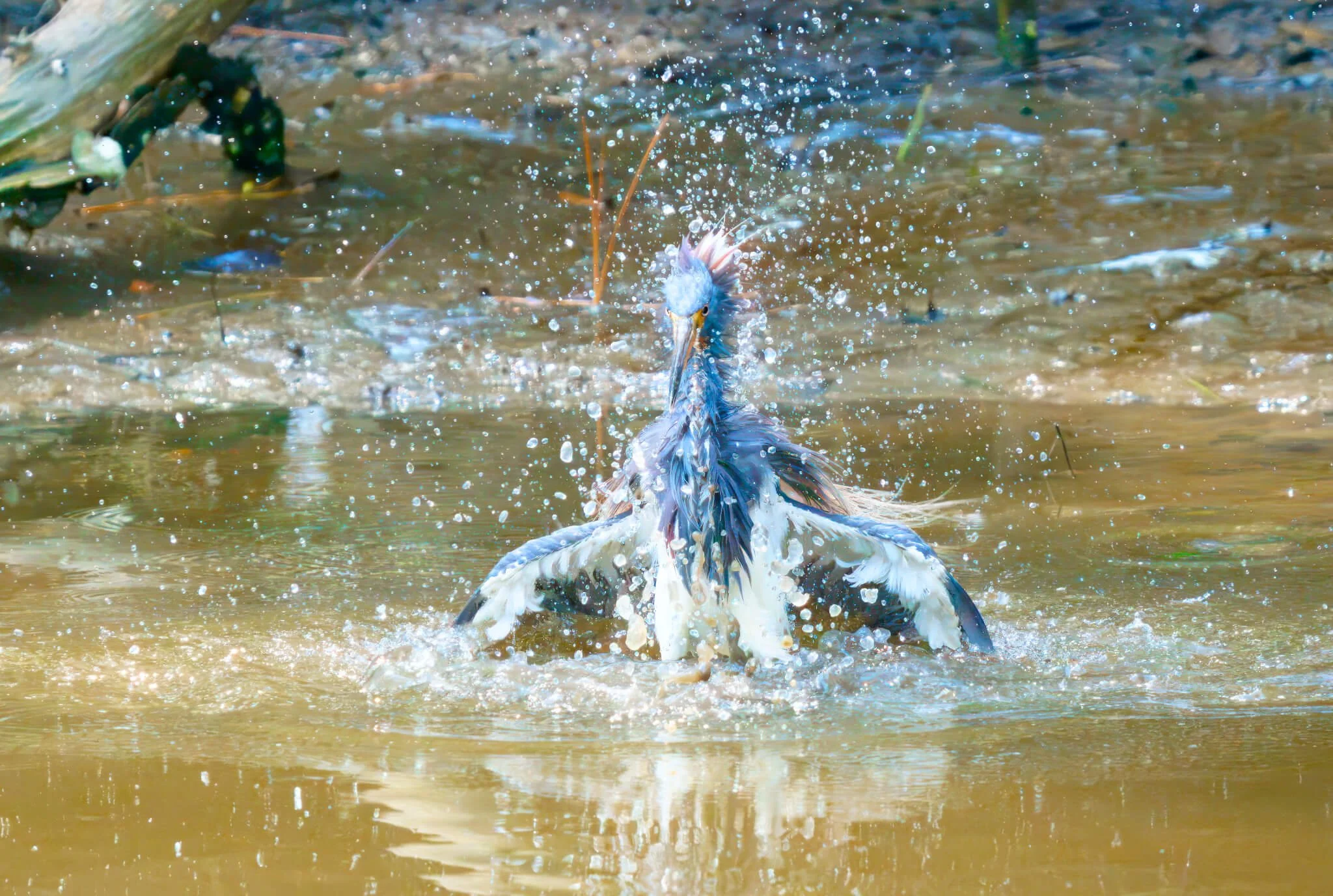 lrc-wildlife-44_DxO.jpg