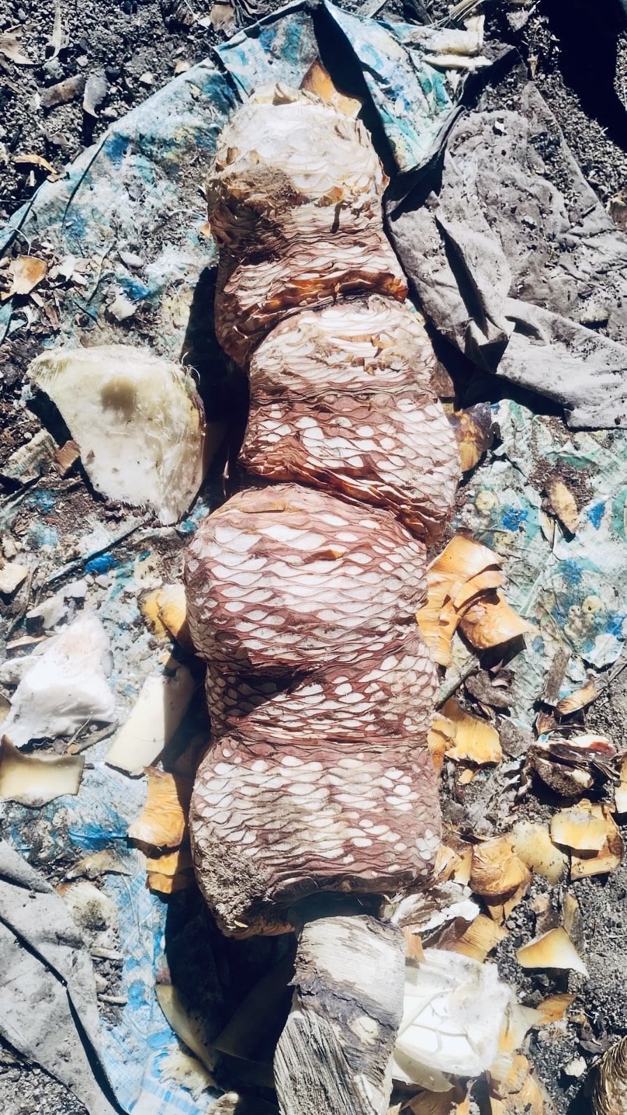 Heart of dasylirion sotol plant