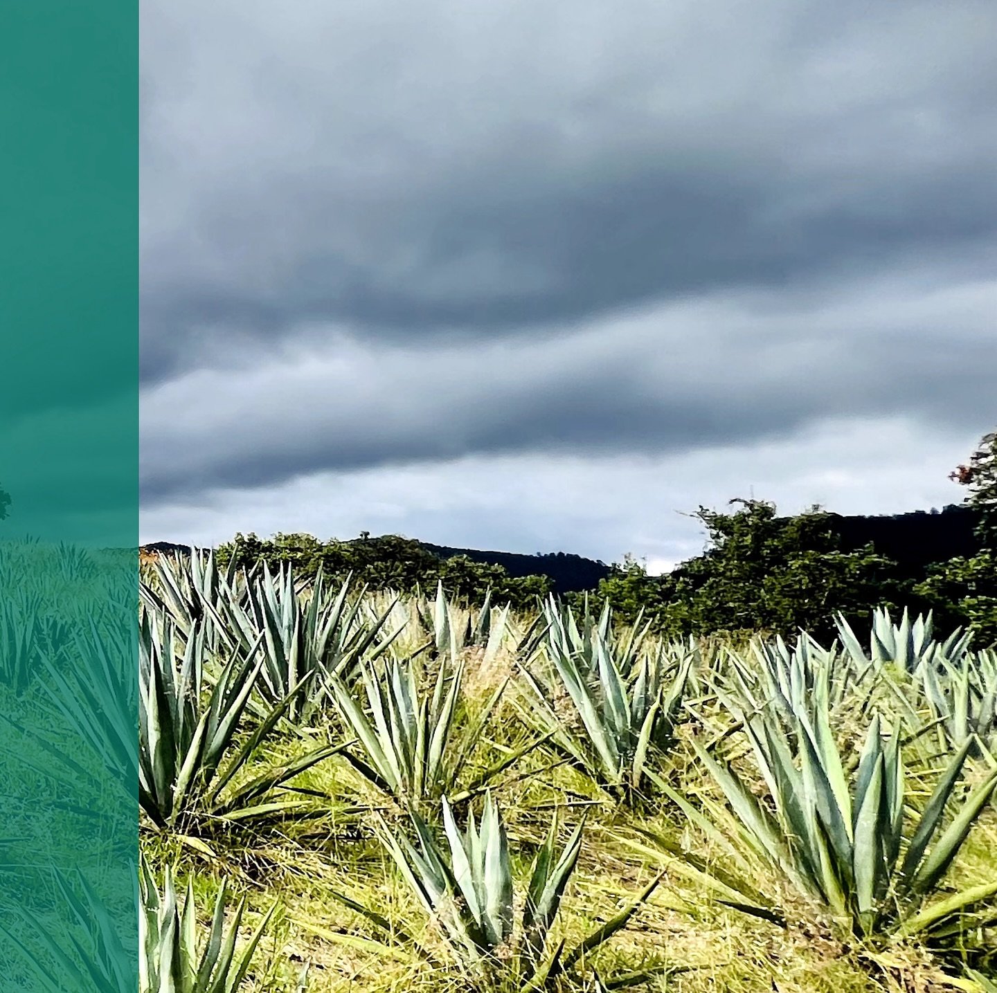 In January 2024 Creador reached a milestone, one set during the formation of the project - to be able to pay a portion of revenue to the producers.

Read more: https://www.creadorspirits.com/blog

#destiladodeagave
#agavespirits
#palenque
#claypotfer