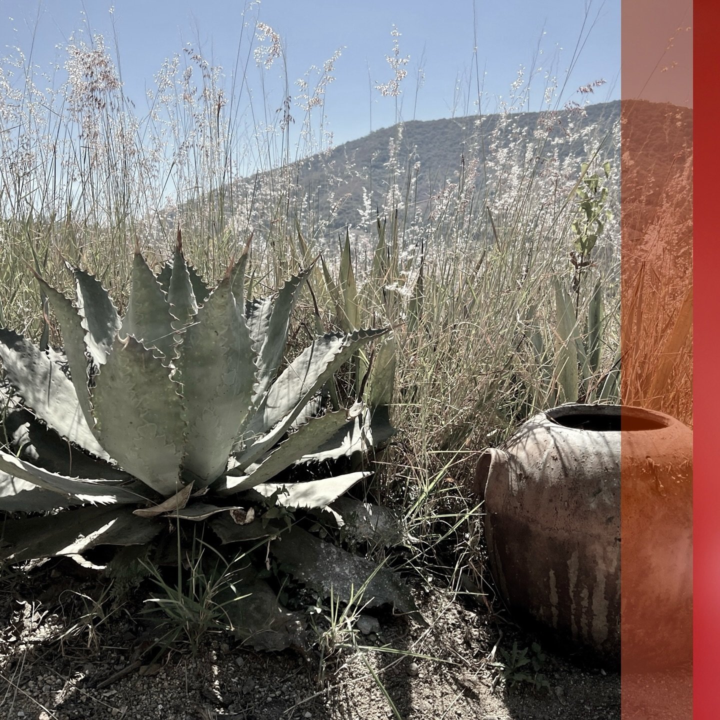 Creador Release 3- Agave Source &amp; Terroir
Tobal&aacute; (agave potatorum)

This agave potatorum, the agave used to make tobal&aacute; (toe-buh-LAH), was harvested semi-wild at Santa Ana Tlapacoyan, near San Bernardo Mixtepec, Oaxaca, and took 12-