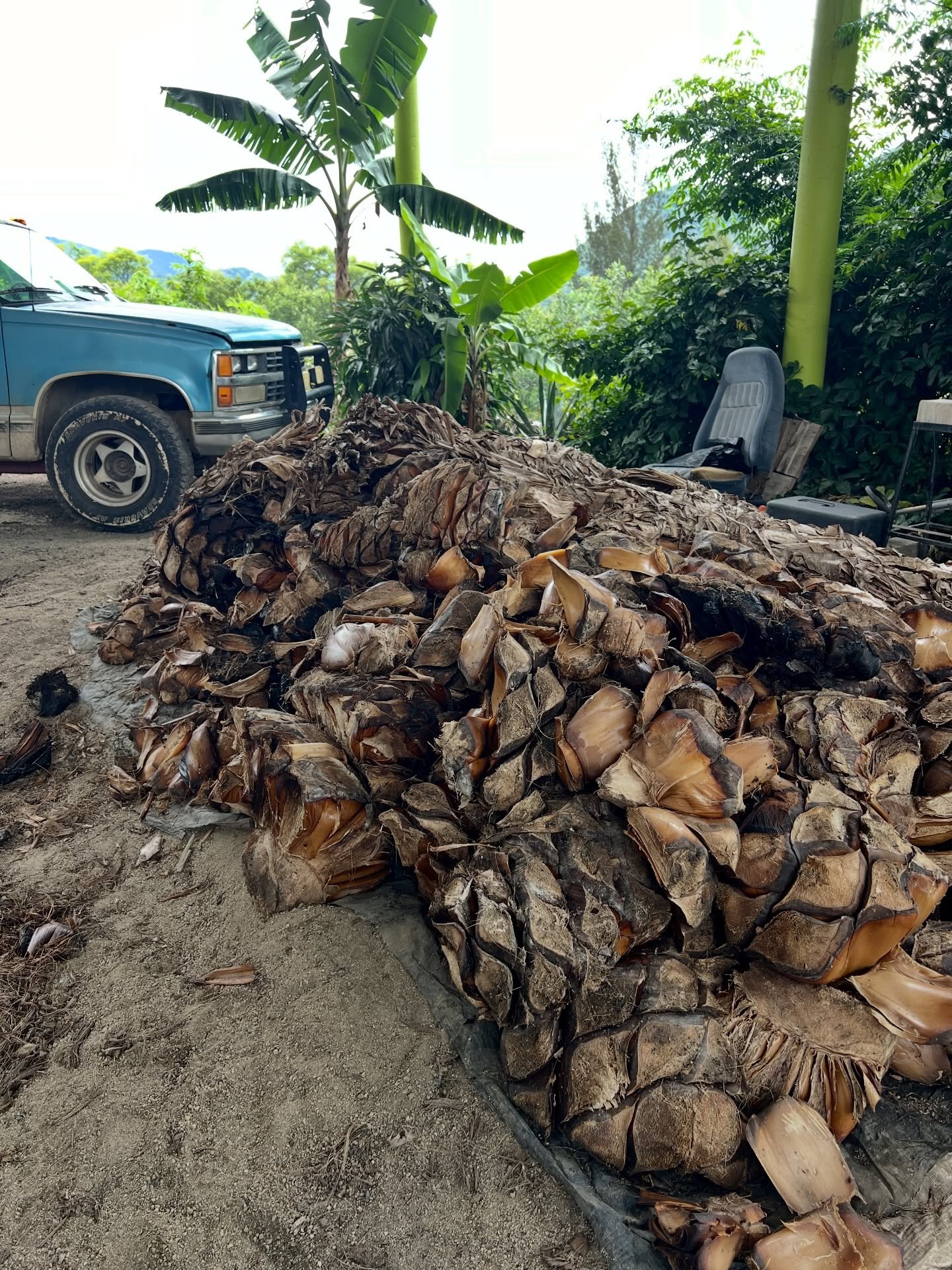 Cooked agave americana, which will be milled, fermented, and distilled into Jos&eacute; Alberto&rsquo;s first batch of arroque&ntilde;o. The agave pi&ntilde;as roasted for five days in the underground oven, el horno.

#palenque 
#agavespirits 
#desti