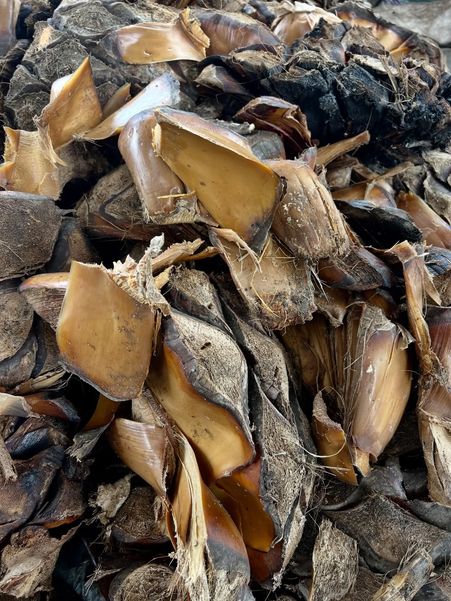 Cooked agave americana, arroque&ntilde;o. The pencas are large and spaced out, providing large pieces of cooked agave to mill and ferment. 

#palenque 
#agavespirits 
#destiladodeagave 
#creadormezcal 
#mezcalancestral 
#ancestralmezcal 
#agave 
#mak
