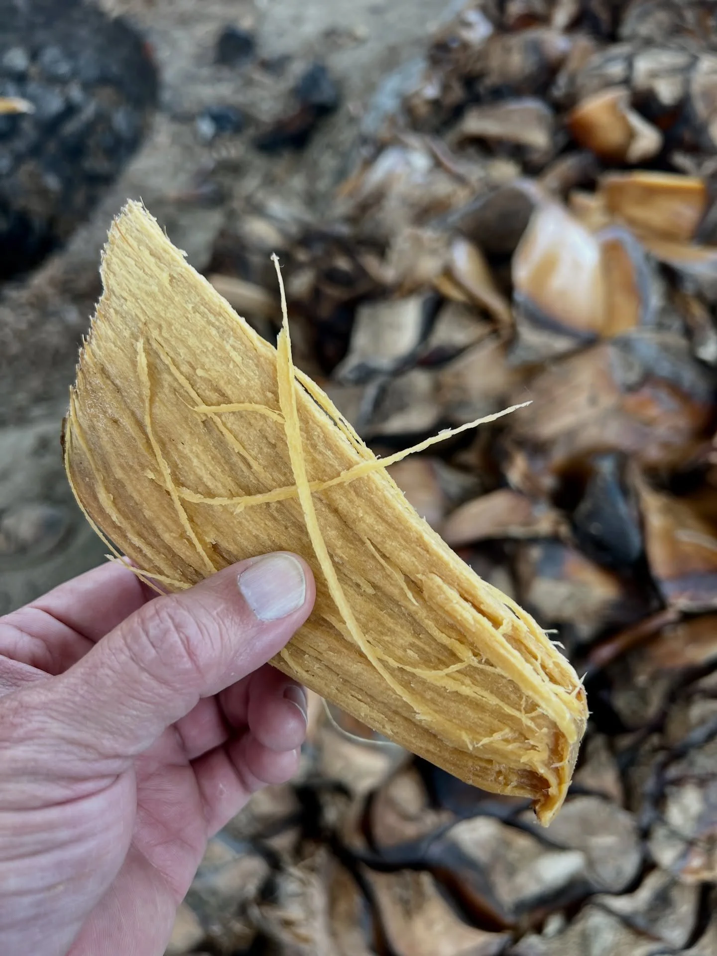The cooked agave americana, which will make arroque&ntilde;o agave spirit, is sweet and juicy. It separates  easily, and the juices can be extracted by chewing on the fibers. 

#palenque 
#agavespirits 
#destiladodeagave 
#creadormezcal 
#mezcalances