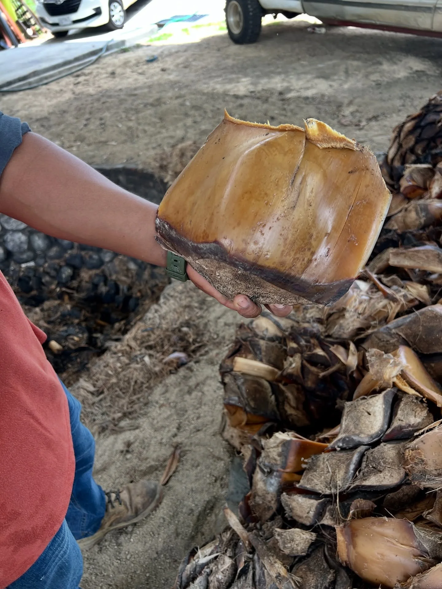 Jos&eacute; Alberto holds out a large penca of agave americana. The fibrous penca is heavy and packed with sugar, a result of hydrolysis of complex fructans into simple fermentable sugars. The heat from cooking the agave pi&ntilde;as breaks down long