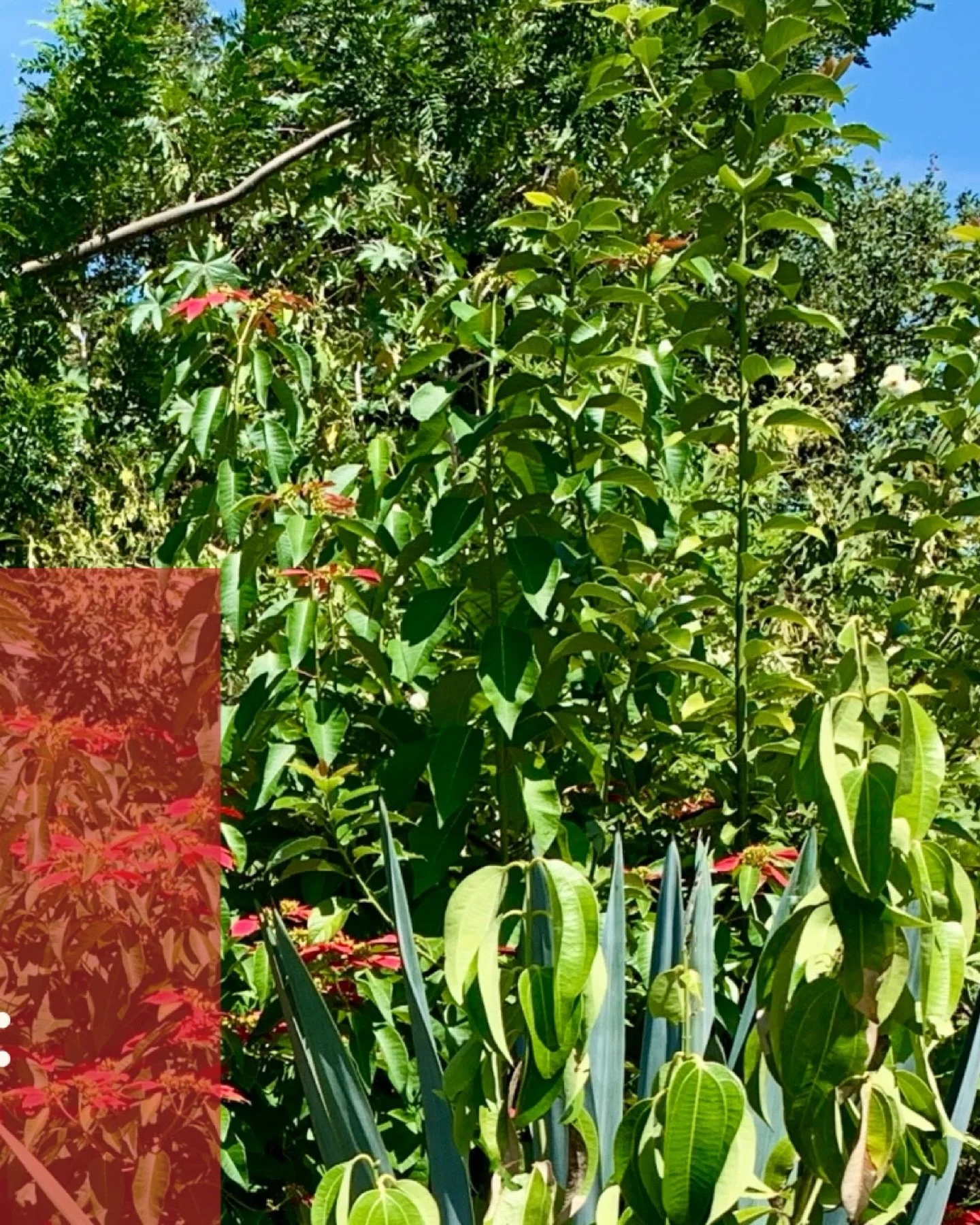 New Journal Entry
What Lumbre Is - Fire, Place, and A Name That Means Different Things Depending On Where You&rsquo;re Sipping

Why Lumbre is Jos&eacute; Alberto&rsquo;s, and the community of San Bernardo Mixtepec, exemplary expression

www.creadorsp