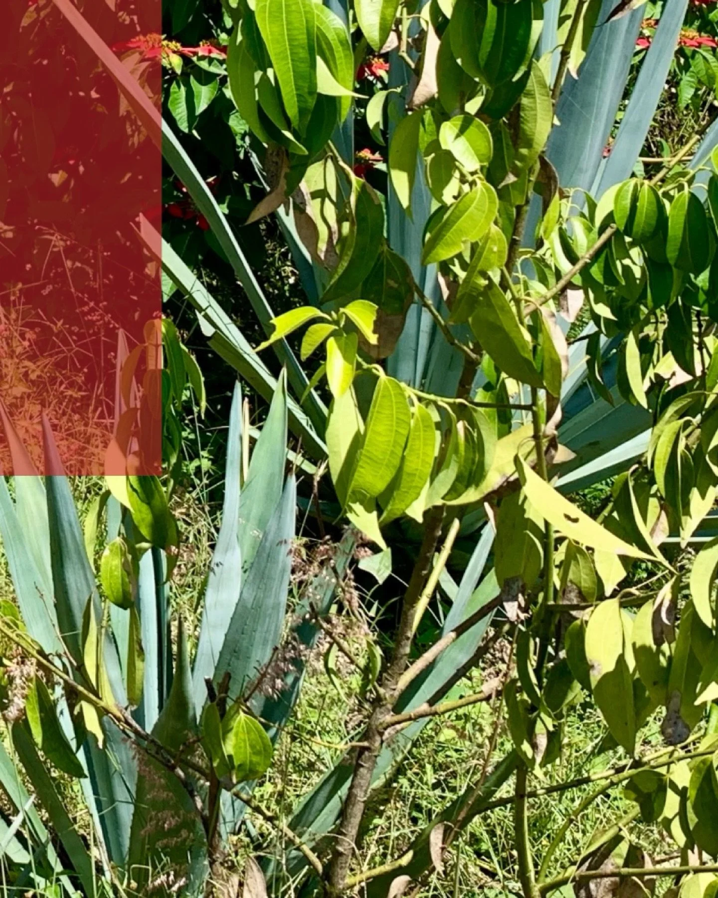 New Journal Entry
What Lumbre Is - Fire, Place, and A Name That Means Different Things Depending On Where You&rsquo;re Sipping

Why Lumbre is Jos&eacute; Alberto&rsquo;s, and the community of San Bernardo Mixtepec, exemplary expression

www.creadorsp