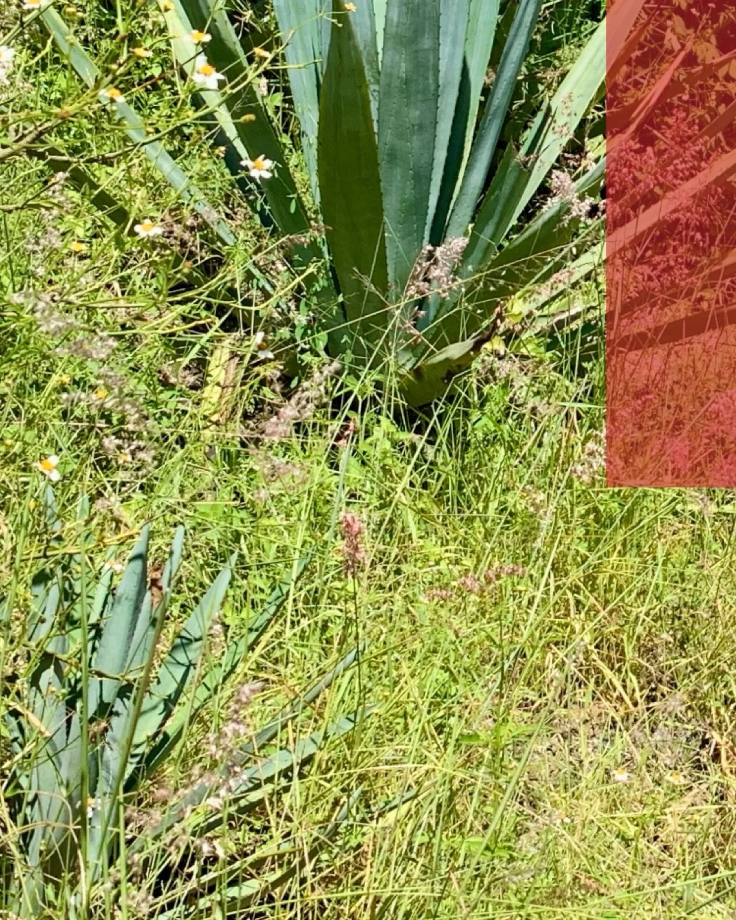 New Journal Entry
What Lumbre Is - Fire, Place, and A Name That Means Different Things Depending On Where You&rsquo;re Sipping

Why Lumbre is Jos&eacute; Alberto&rsquo;s, and the community of San Bernardo Mixtepec, exemplary expression

www.creadorsp