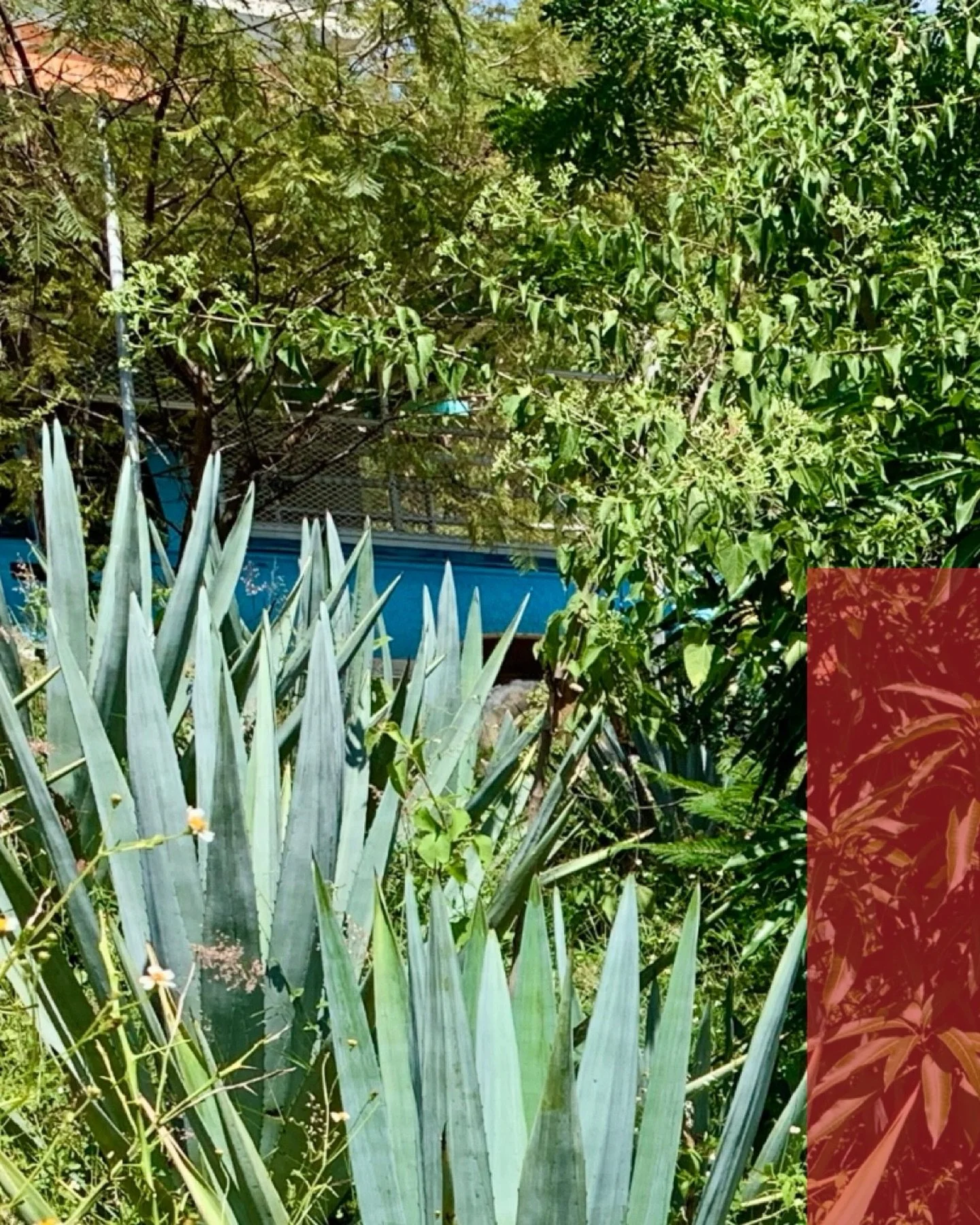 New Journal Entry
What Lumbre Is - Fire, Place, and A Name That Means Different Things Depending On Where You&rsquo;re Sipping

Why Lumbre is Jos&eacute; Alberto&rsquo;s, and the community of San Bernardo Mixtepec, exemplary expression

www.creadorsp