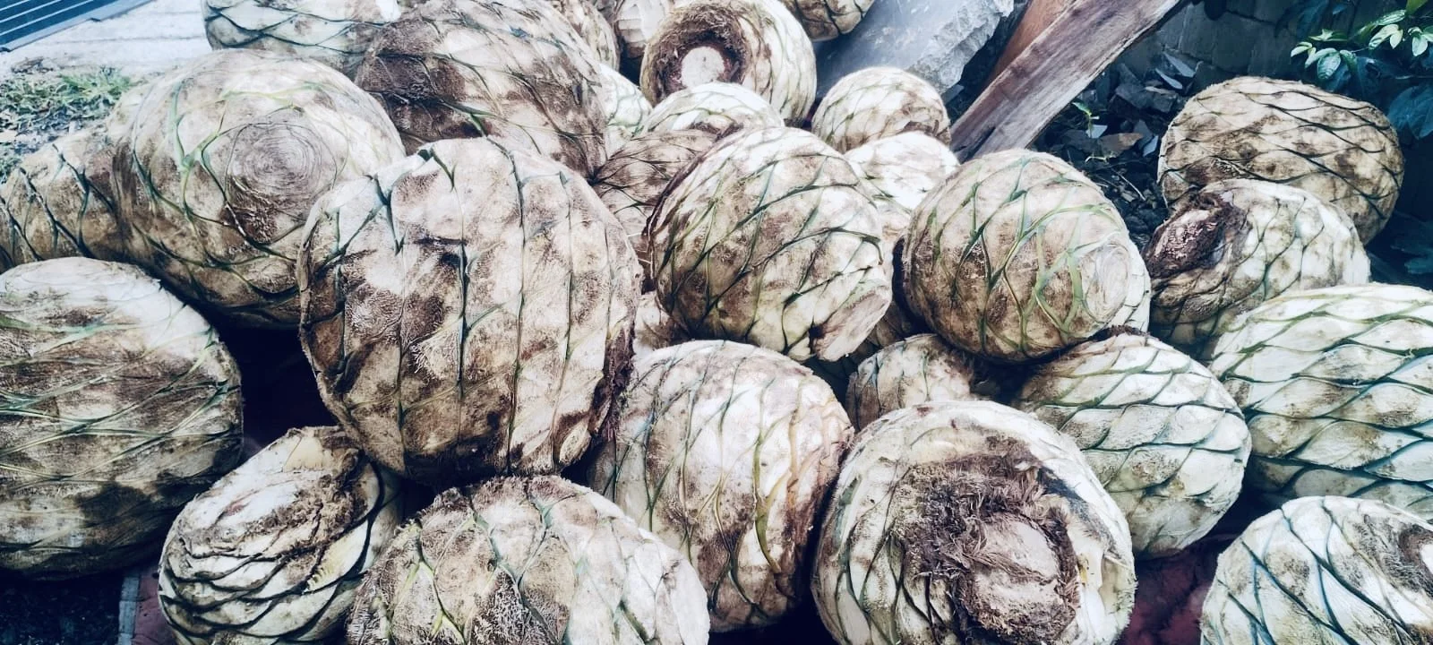 Arroqueño and tobalá piñas