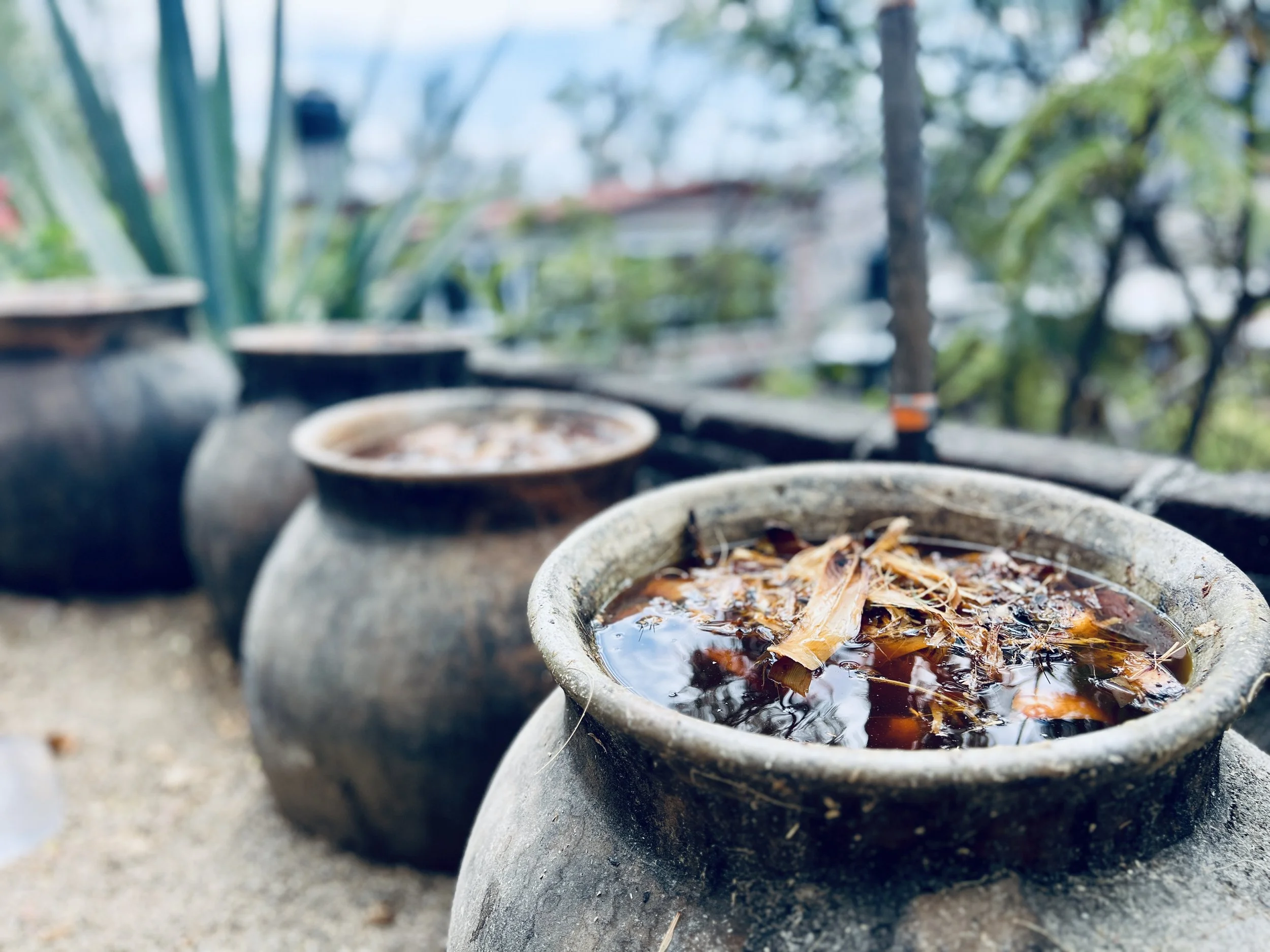 Cucharillo fermenting in clay pots