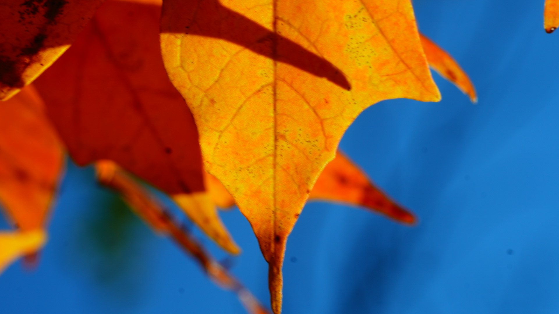 First frames with the TTArtisan 100mm Macro