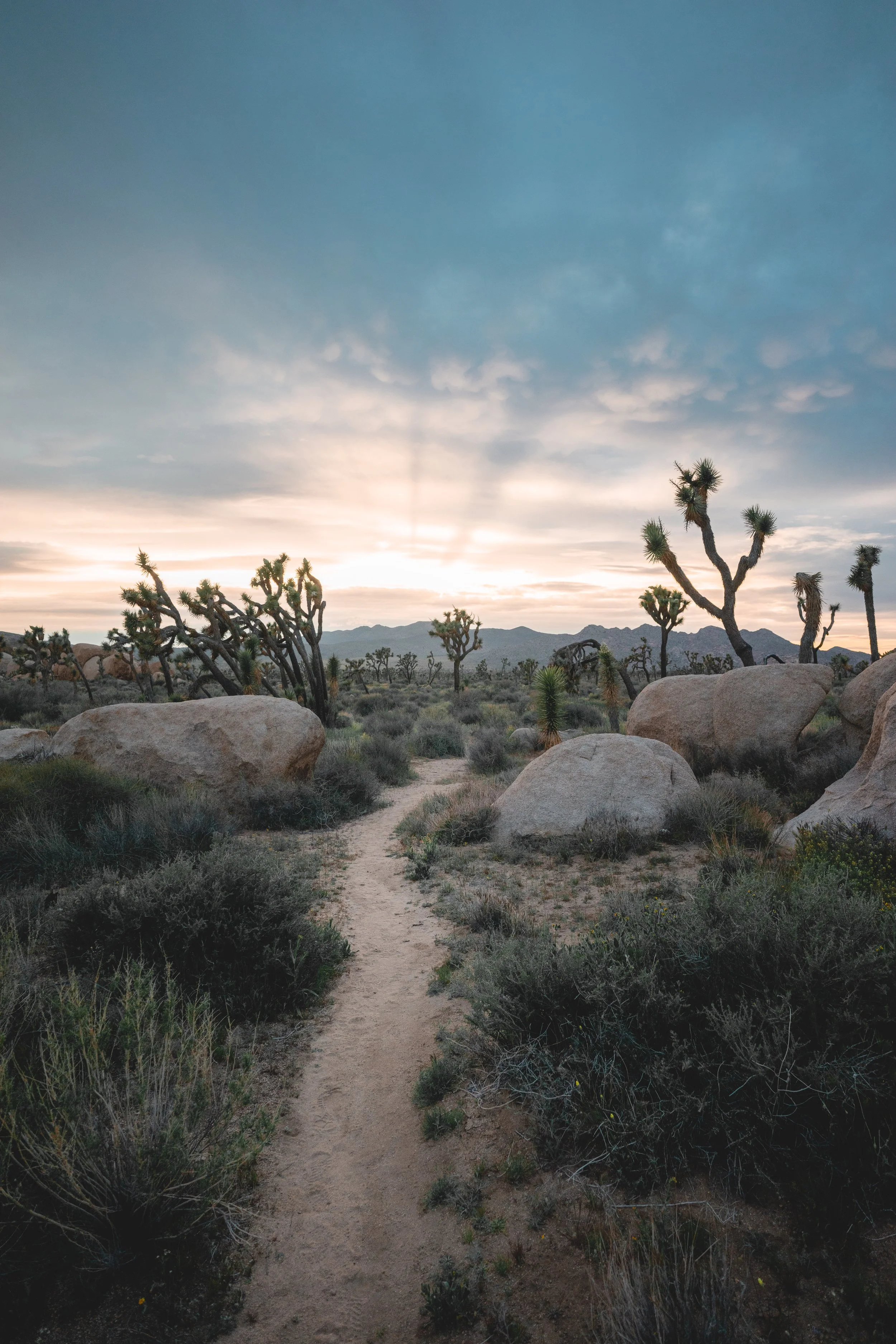 Joshua Tree in the evening - California
