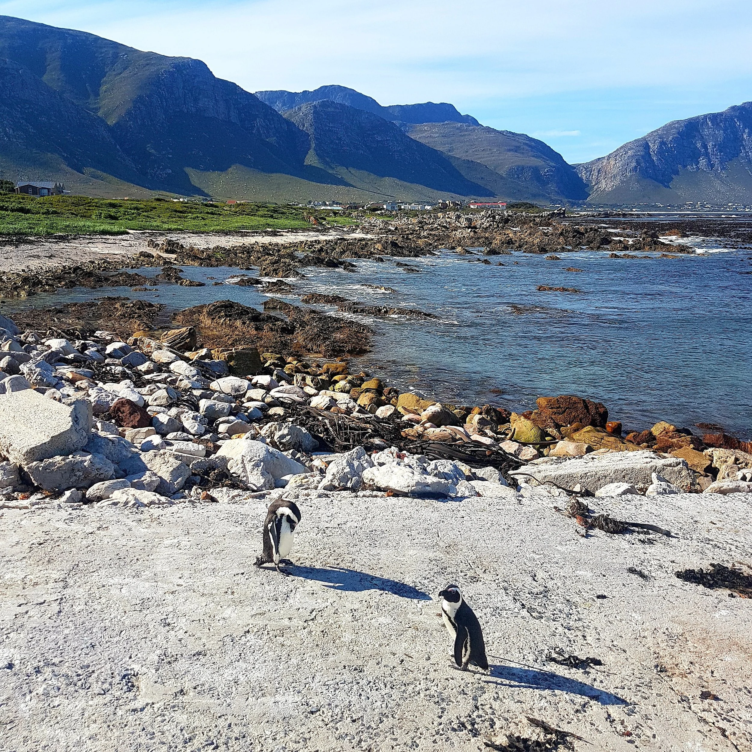 Betty's Bay with two penguins standing on the shore - South Africa