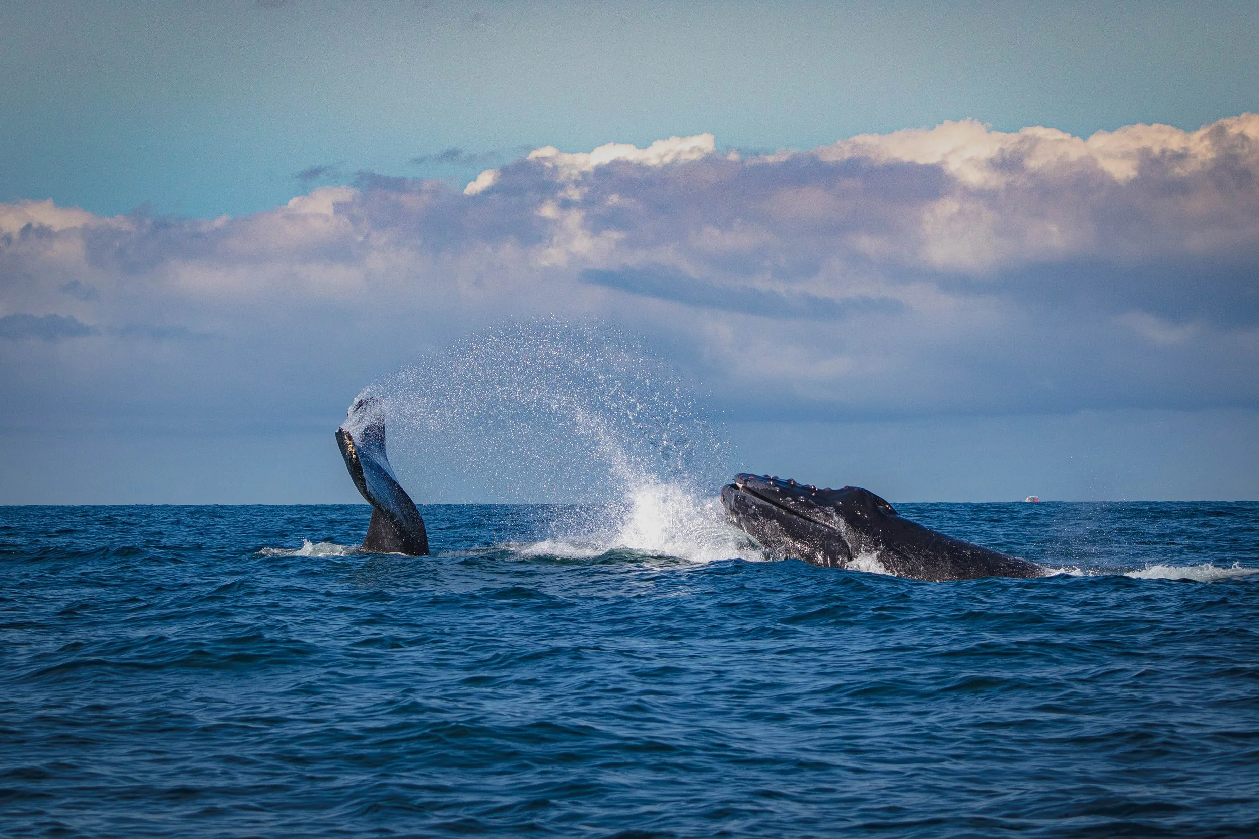 Jumping whale in the waters of Puerto Vallarta, Mexico