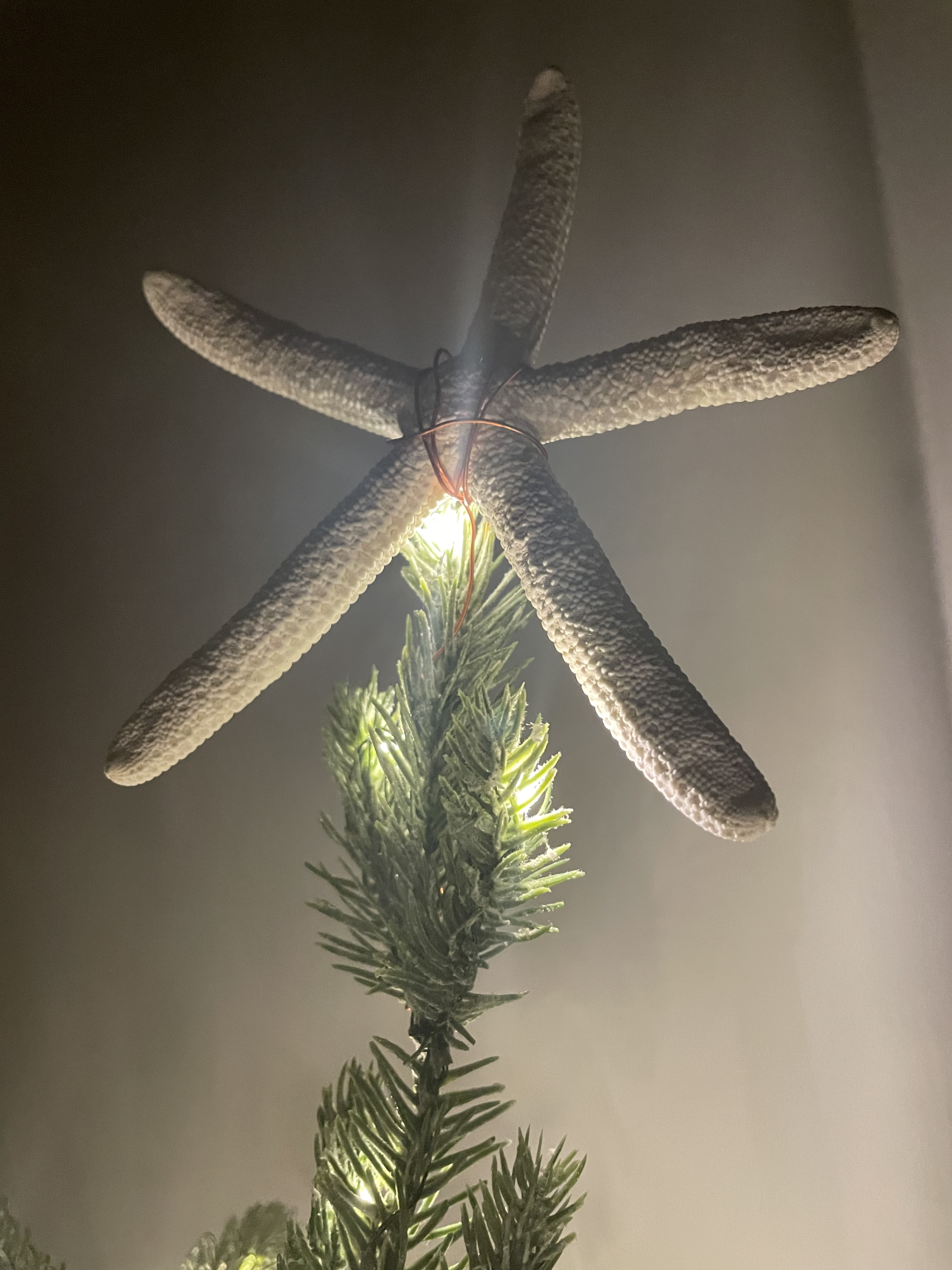 A real starfish fossil adorns a Christmas tree, during a HOMEplxce Retreat