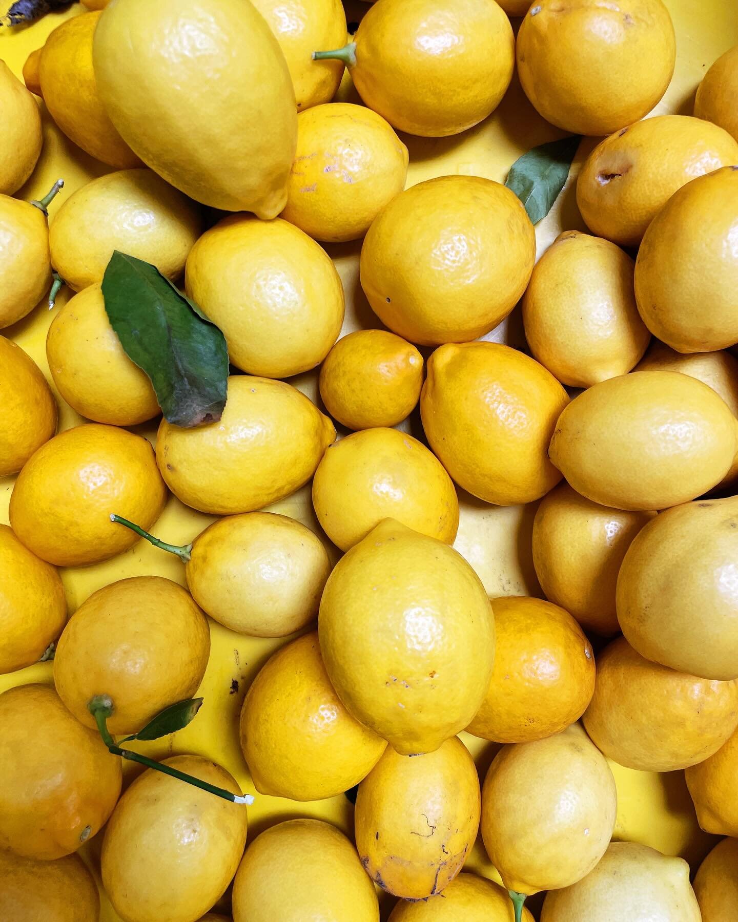 The lemon trees are bursting! Come on in for your Lemon Sorbet 🍋 this month.

#locallemons #sonomaingredients #welovefreshfruit