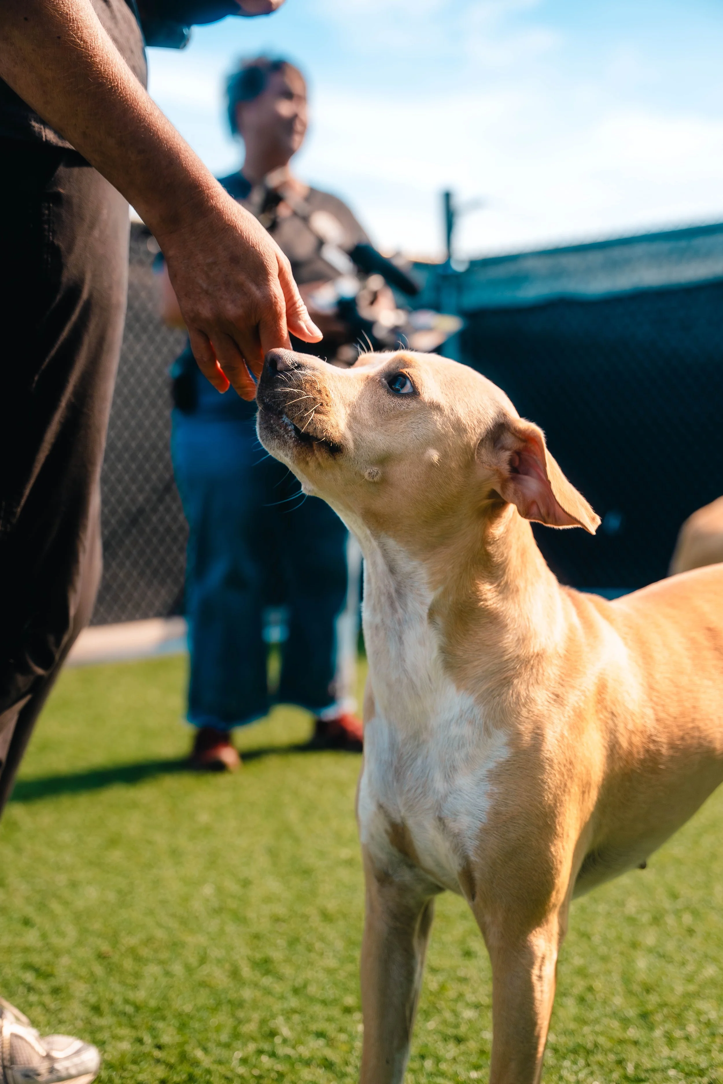 A person is giving a treat to a tan dog with blue eyes on a green grassy area, with a woman and a rooftop in the background.