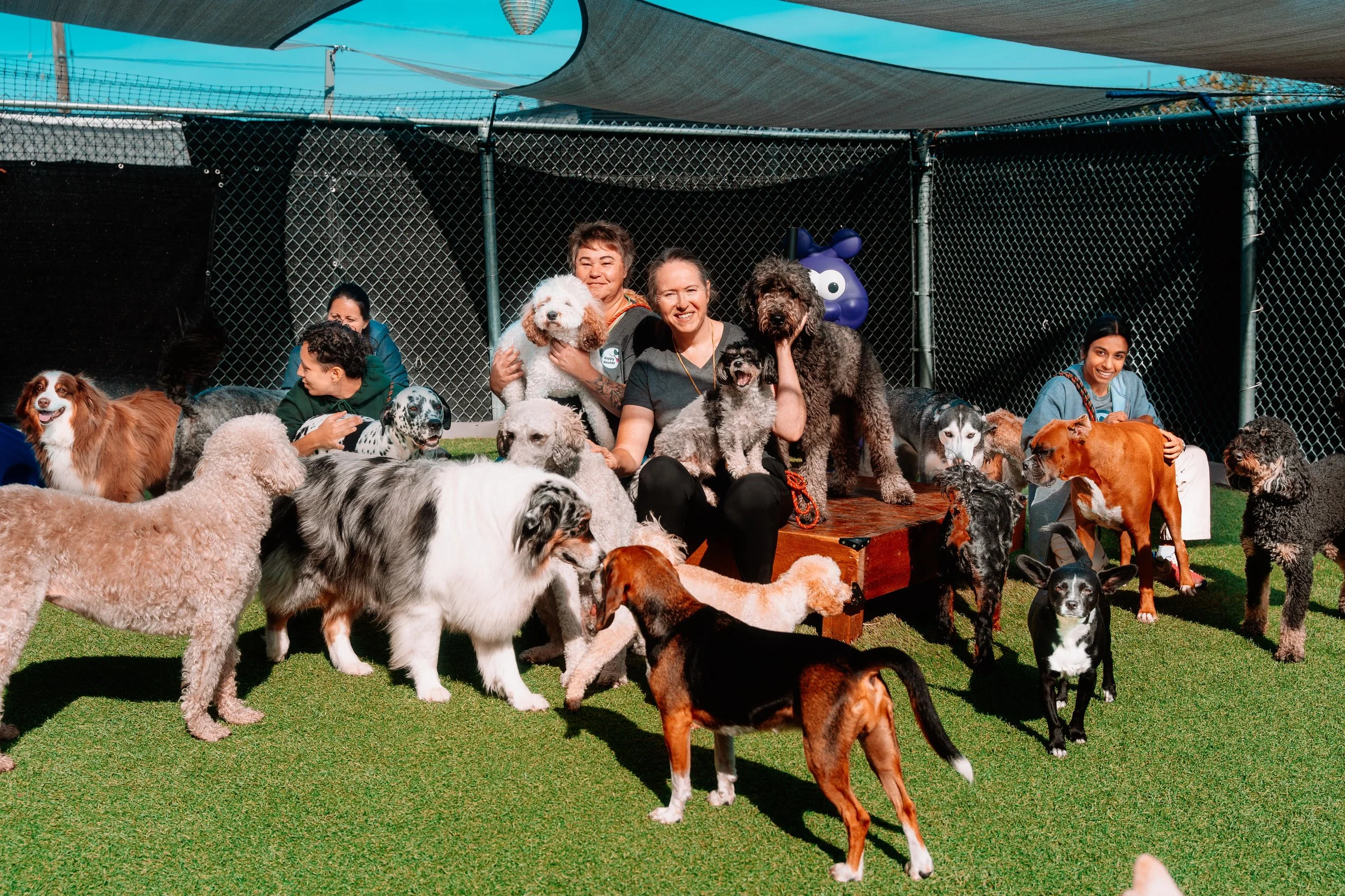 People with various dogs in an outdoor dog park or daycare setting, with a fenced area and shade overhead.