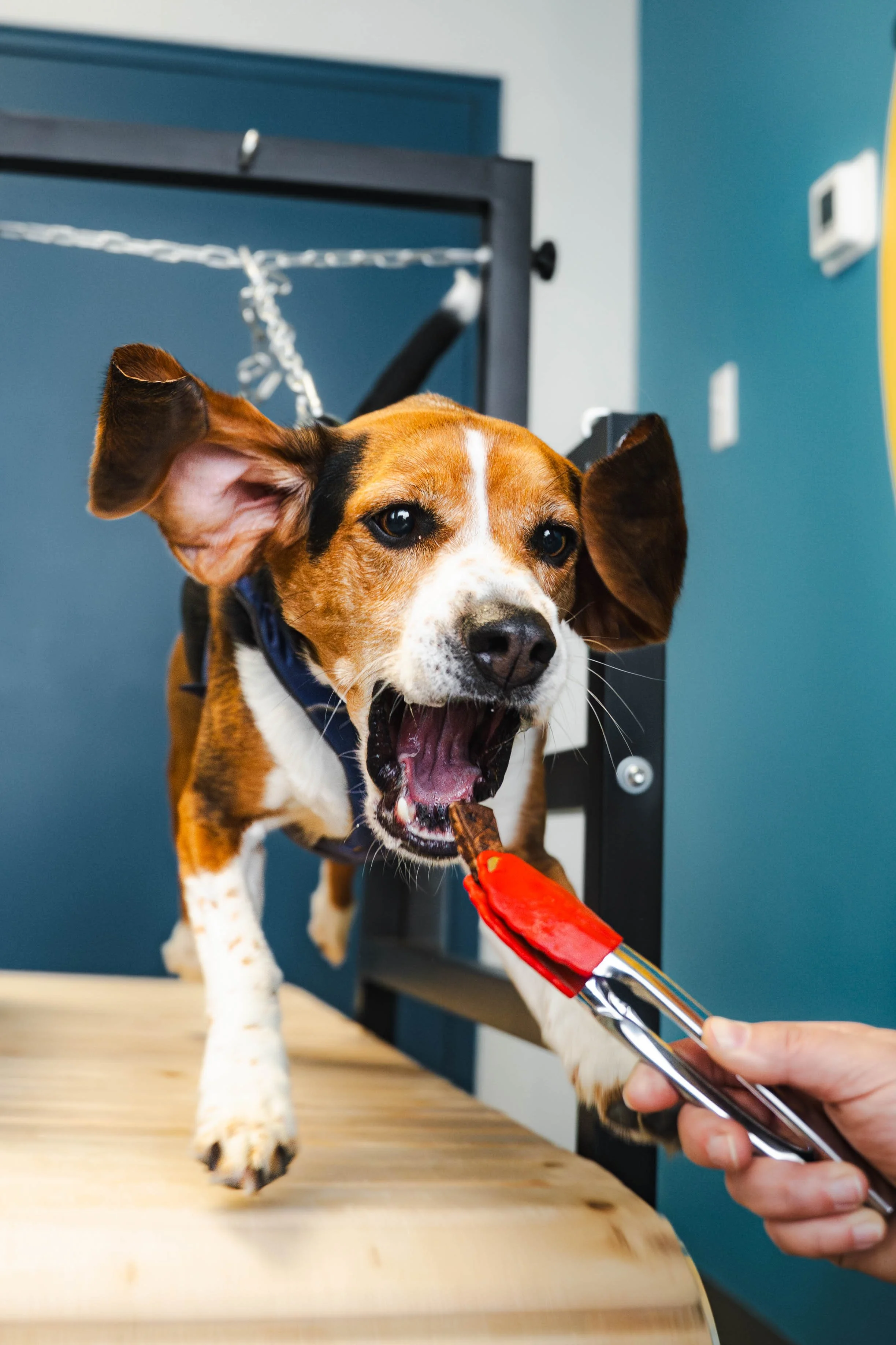 A dog with brown, black, and white fur, standing on a grooming table with one front paw raised, being fed a treat with tongs by a person, in a grooming salon with blue and yellow walls.