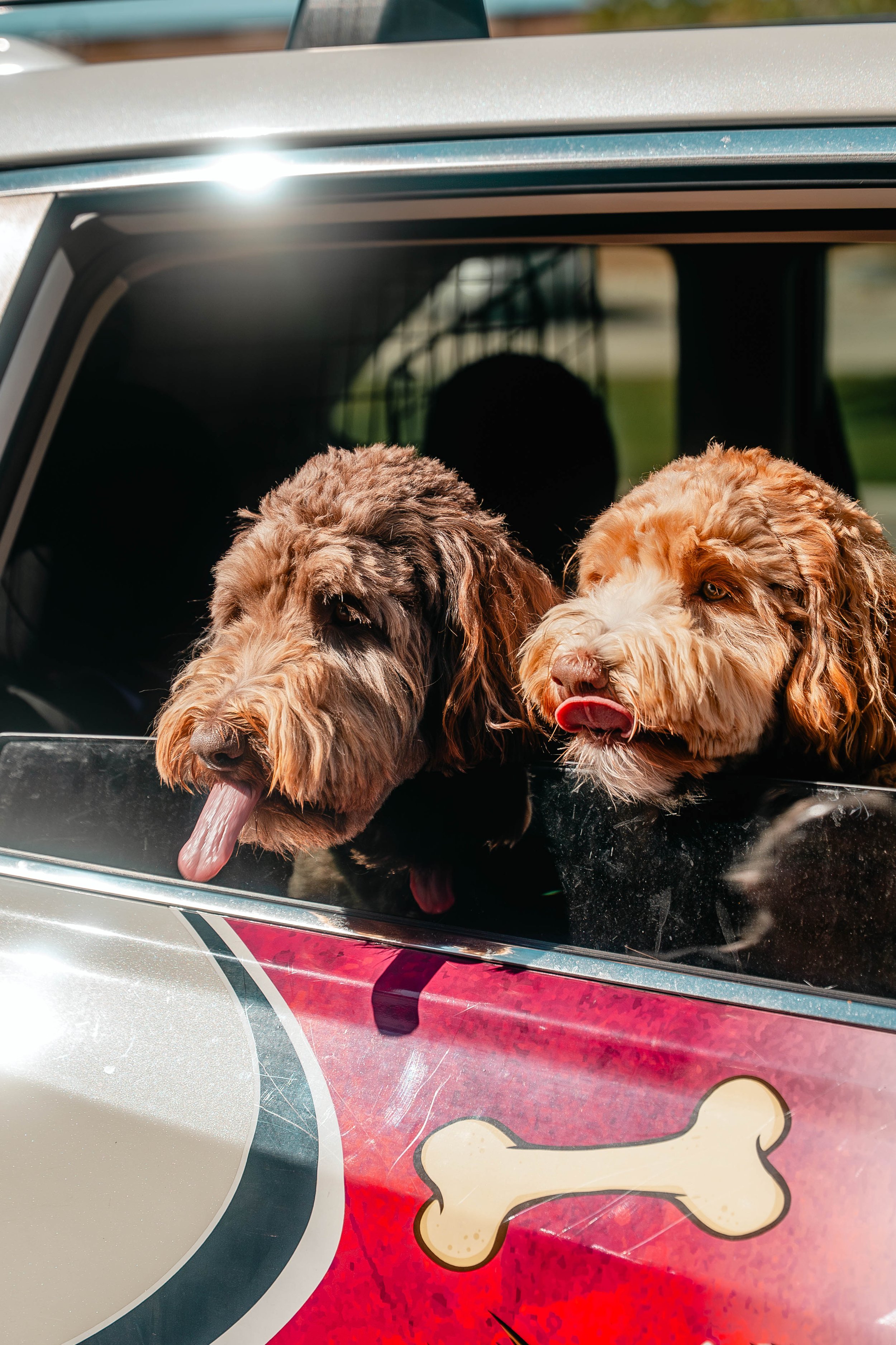Two dogs with curly fur sticking their heads out of the window of a cartoon-themed car with graphic of a bone.