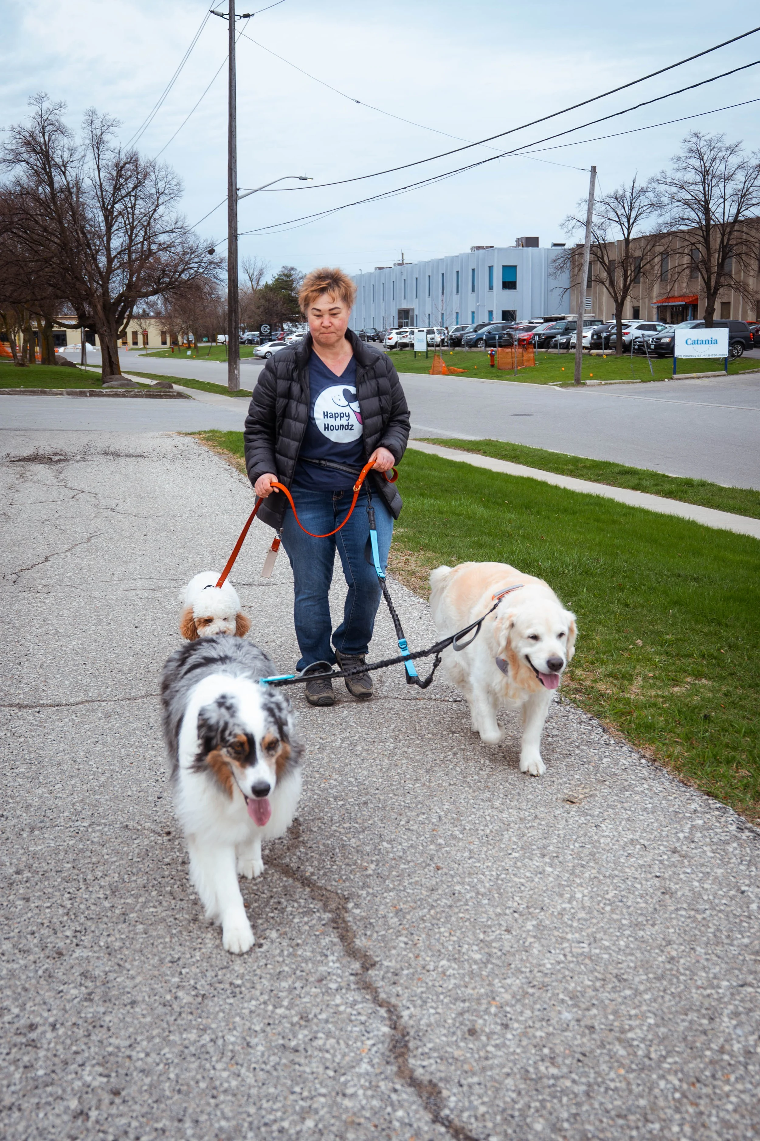A woman walking three dogs on a sidewalk in an urban area with parking lots and a modern building in the background.